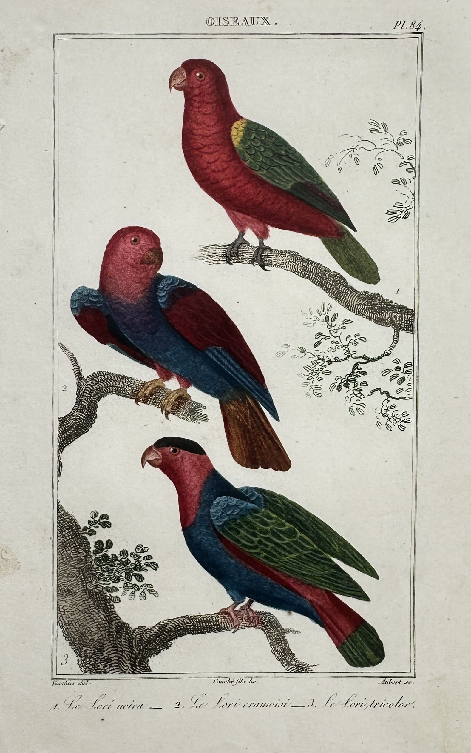 Georges-Louis Leclerc, Comte de Buffon – Study of Lories – Hand-coloured copper engraving: "Le Lori noira, Le Lori cramoisi, Le Lori tricolore" illustrates three species of lories perched on gnarled, leafy branches. The composition showcases the vivid plumage of these Australasian parrots, 