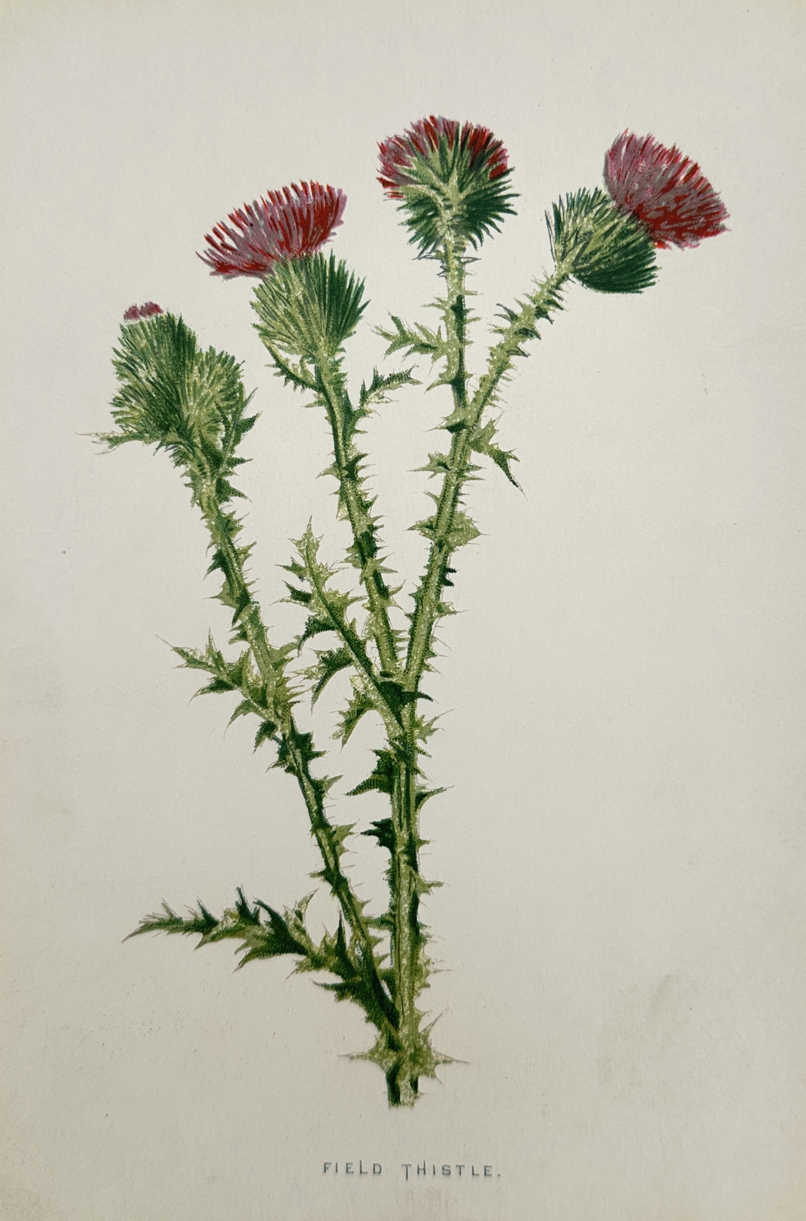 Frederick Edward Hulme (1841–1909) – Study of Field Thistle – Chromolithograph (c. 1880) (1 of 2)