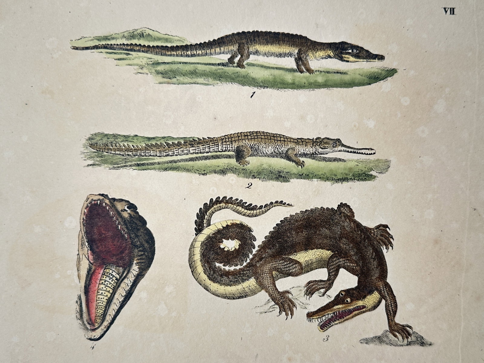 Friedrich Justin Bertuch – Study of Crocodiles and Alligators – Hand-coloured copper engraving: "Plate VII" illustrates various species of crocodilians, featuring a Nilotic crocodile, a gharial with its characteristic elongated snout, and an alligator in a dynamic, curved pose. The plate also in