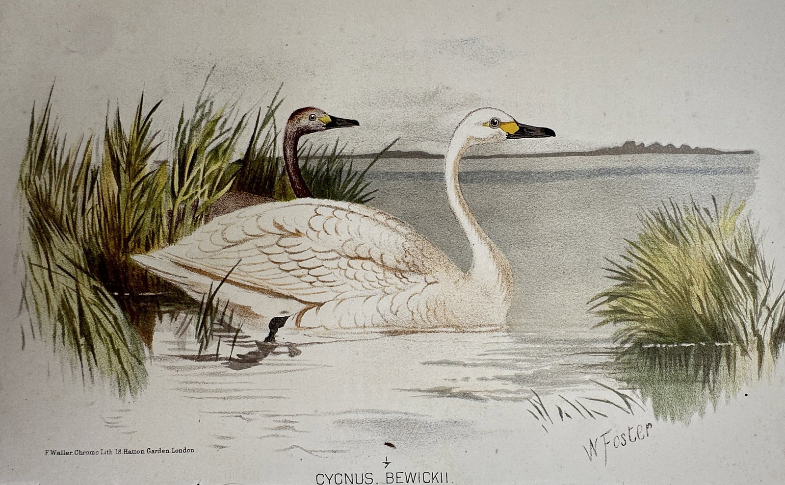 William Foster (1853–1924) – Bewick’s Swan – Chromolithograph (c. 1890) (1 of 2)