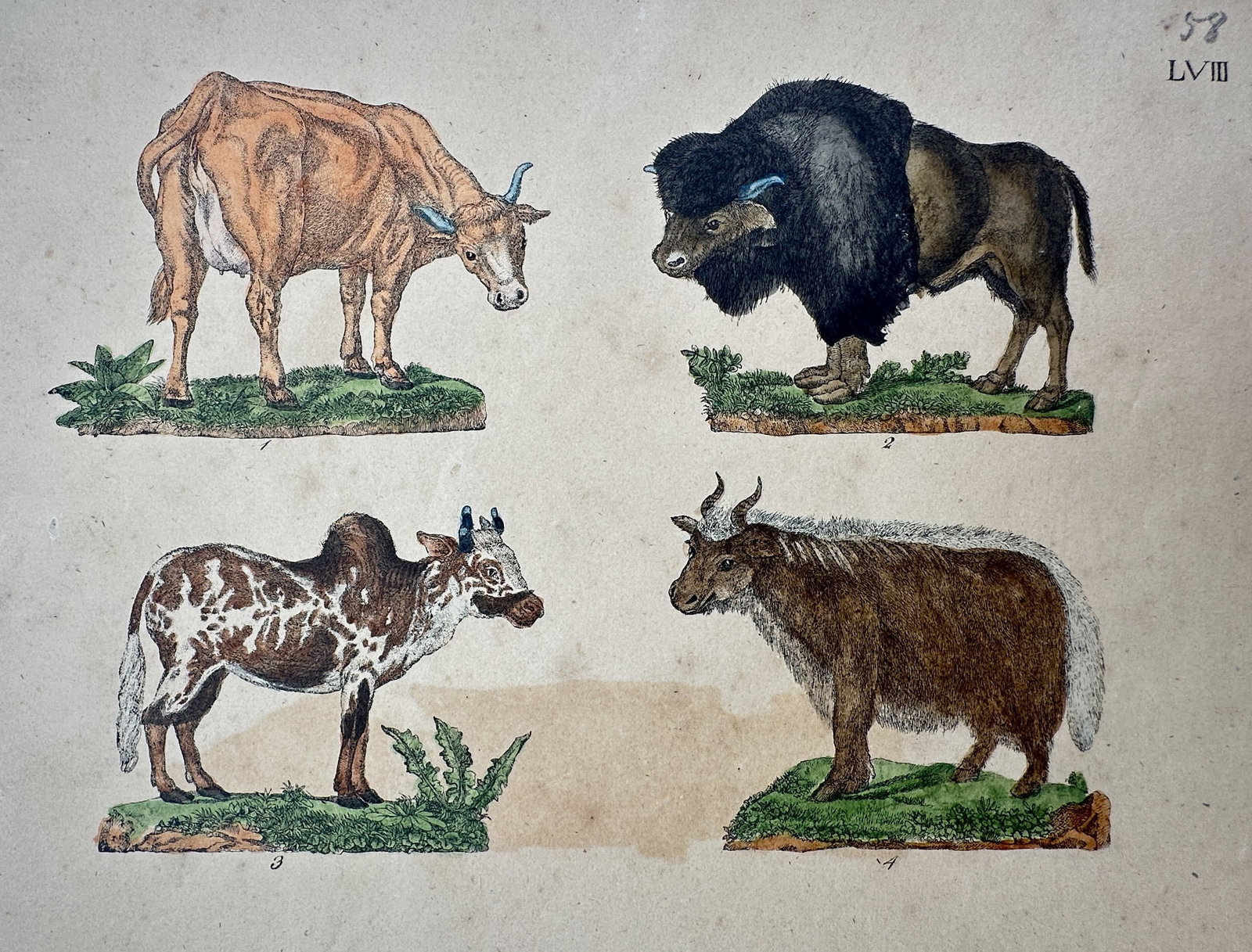Friedrich Justin Bertuch – View of Cattle, Bison, Zebu, and Yak – Hand-coloured engraving (c.: "Gattung der Ochsen" is a hand-coloured engraving showing four distinct bovine species including an ox, an American bison, a zebu, and a yak. This work was published in the Bilderbuch fur Kinder in We