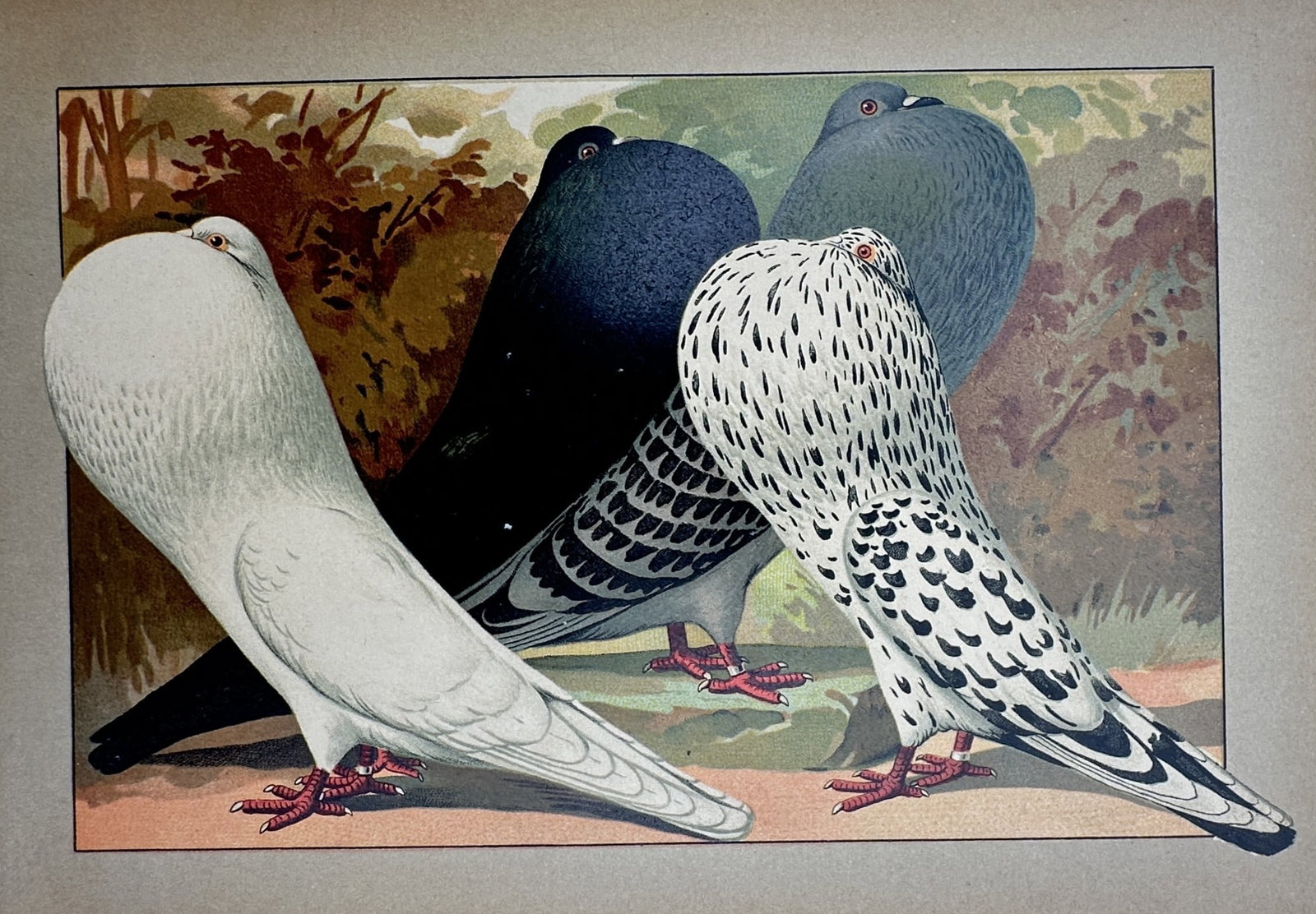 Emil Schachtzabel – View of Pouter Pigeons – Chromolithograph (1906): "Englische Kröpfer" is a chromolithograph depicting four varieties of pouter pigeons with their characteristic inflated crops, set against a naturalistic background. This work is a plate from the Ill