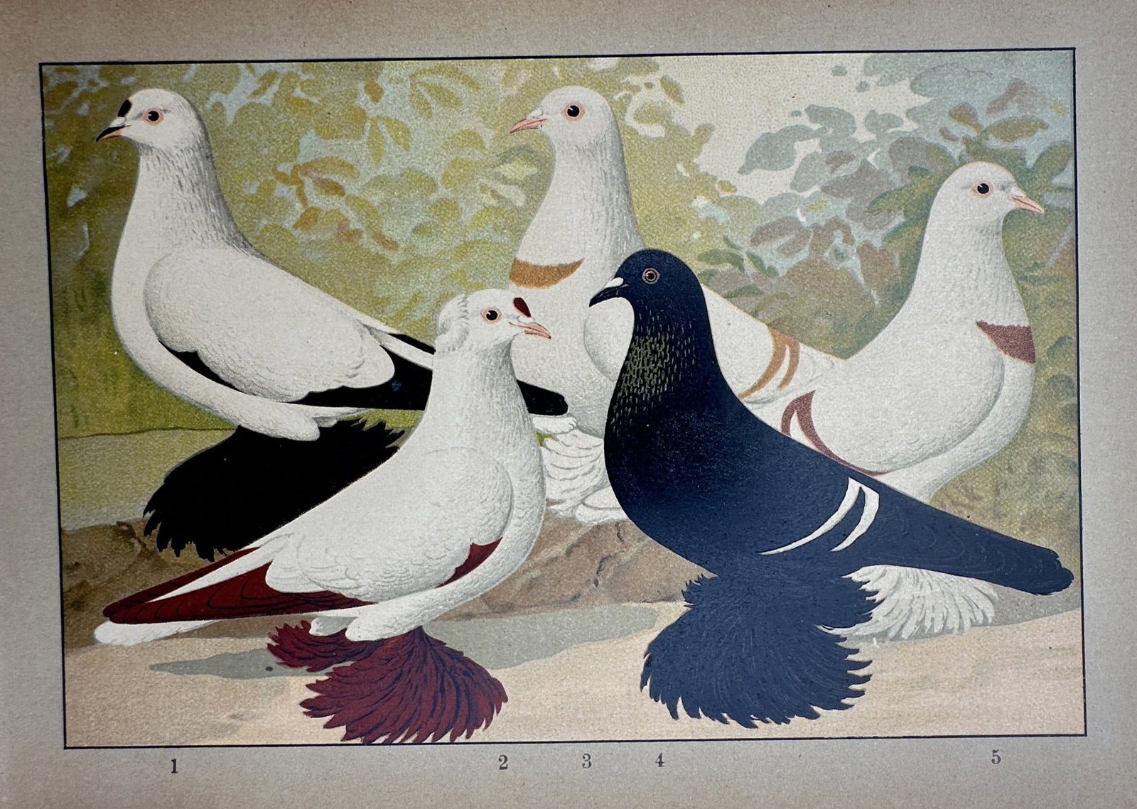 Emil Schachtzabel – View of Saxon and Thuringian Pigeon Breeds – Chromolithograph (1906): "Sächsische und Thüringische Taubenrassen" is a chromolithograph portraying five distinct pigeon varieties with varying plumage patterns and heavily feathered legs. This plate originates from the Il