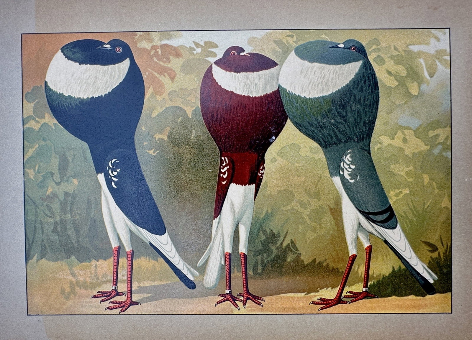 Emil Schachtzabel – View of French Pouter Pigeons – Chromolithograph (1906): "Französische Kröpfer" is a chromolithograph illustrating three French pouter pigeons with prominently inflated crops and slender upright postures, shown in various plumage colours. This plate is fr