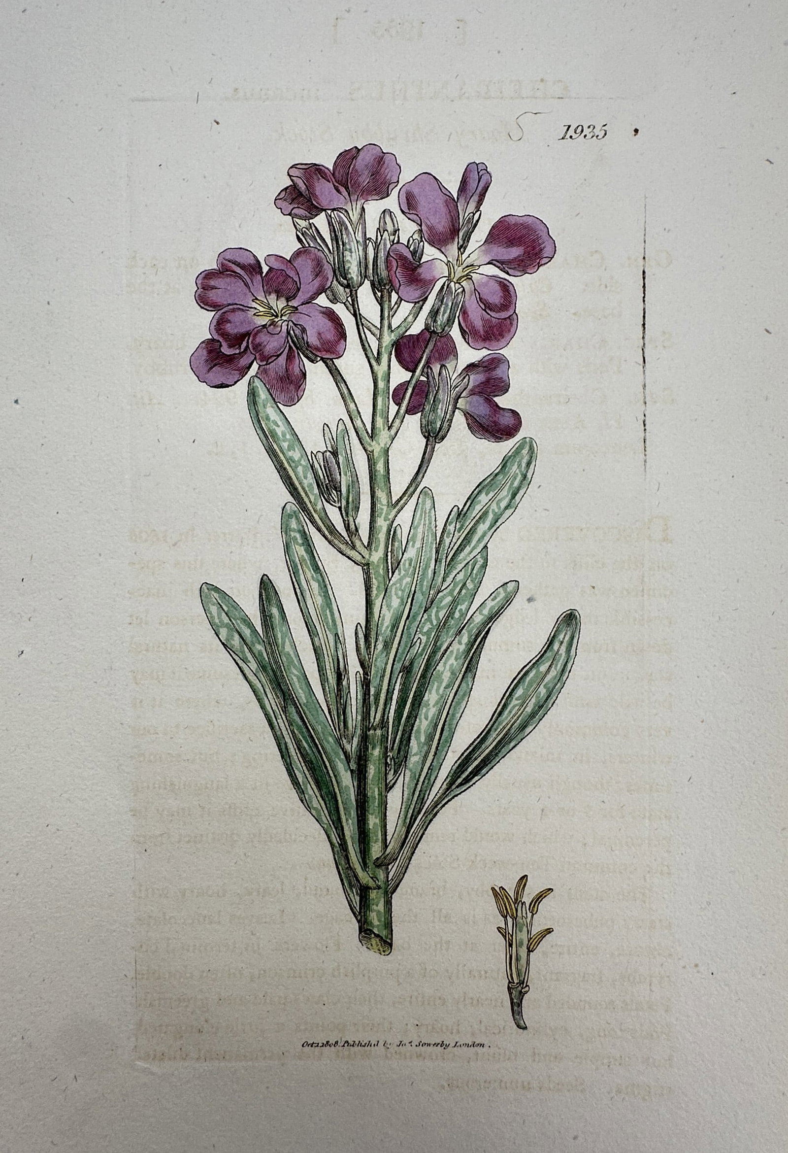 James Sowerby (1757–1822) – View of a Brompton Stock – Hand-coloured copper engraving (1802) (1 of 2)