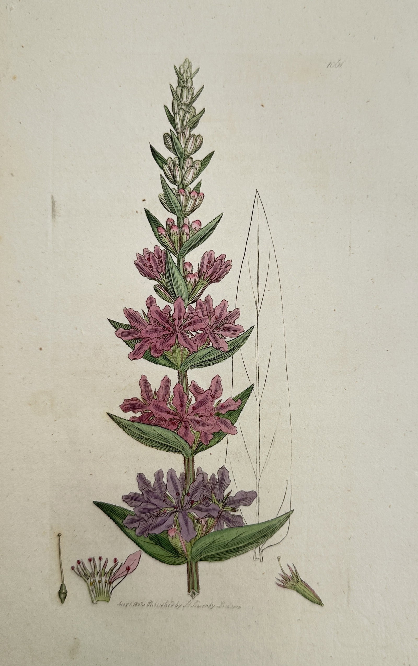 James Sowerby (1757–1822) – View of a Purple Loosestrife – Hand-coloured copper engraving: "Lythrum salicaria" is a hand-coloured copper engraving depicting the tall, spiked inflorescence of a purple loosestrife with its characteristic pinkish-purple blossoms and lanceolate leaves. This pla