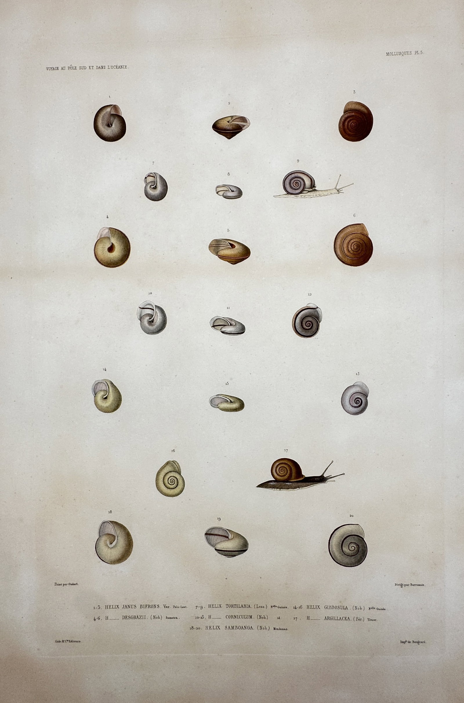 Joseph-Charles-Hippolyte Crosse – View of Various Land Snail Species – Hand-coloured lithograph (1 of 2)