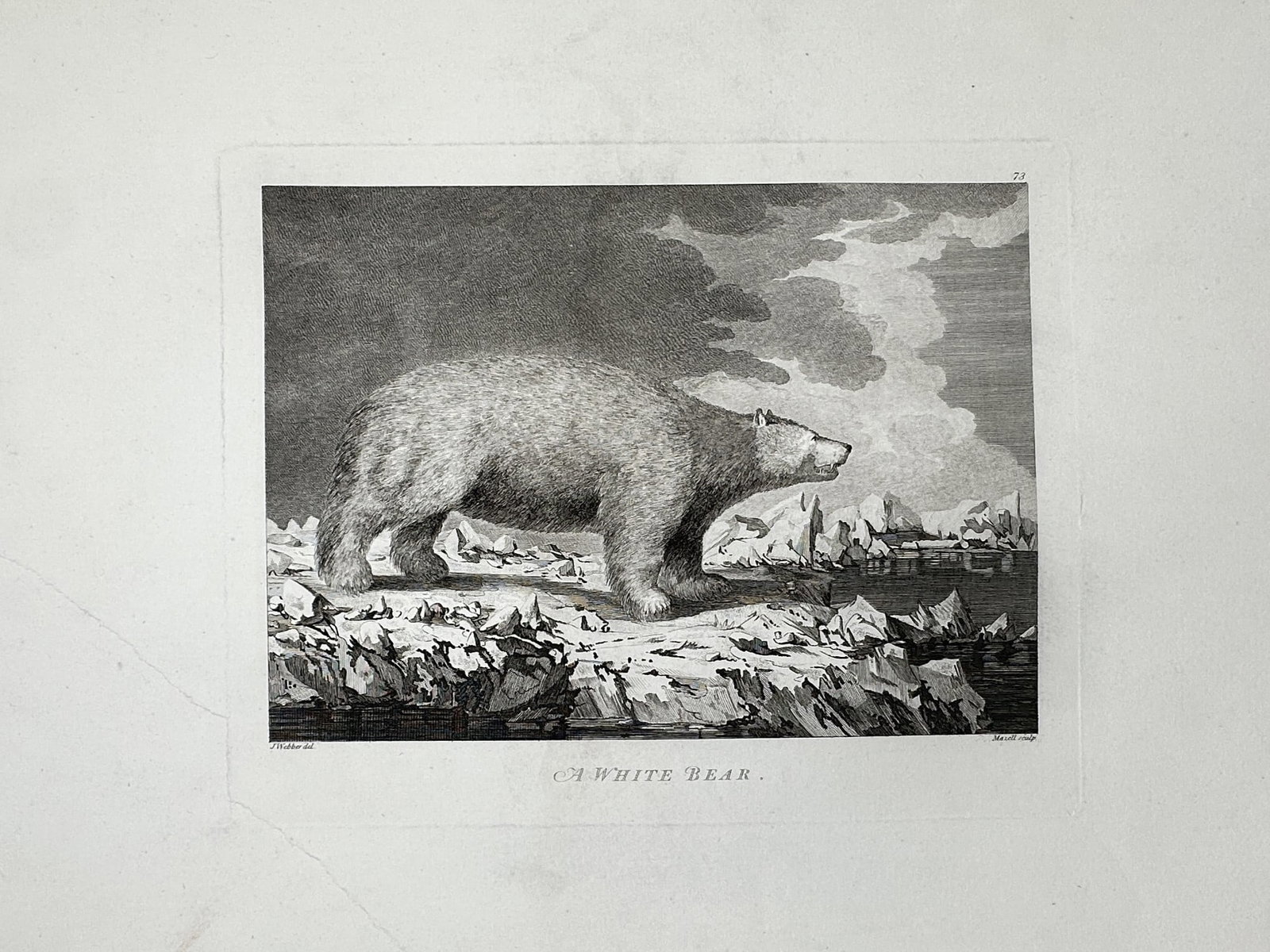 John Webber (1751-1793) – View of a White Bear – Engraving (1784) (1 of 2)