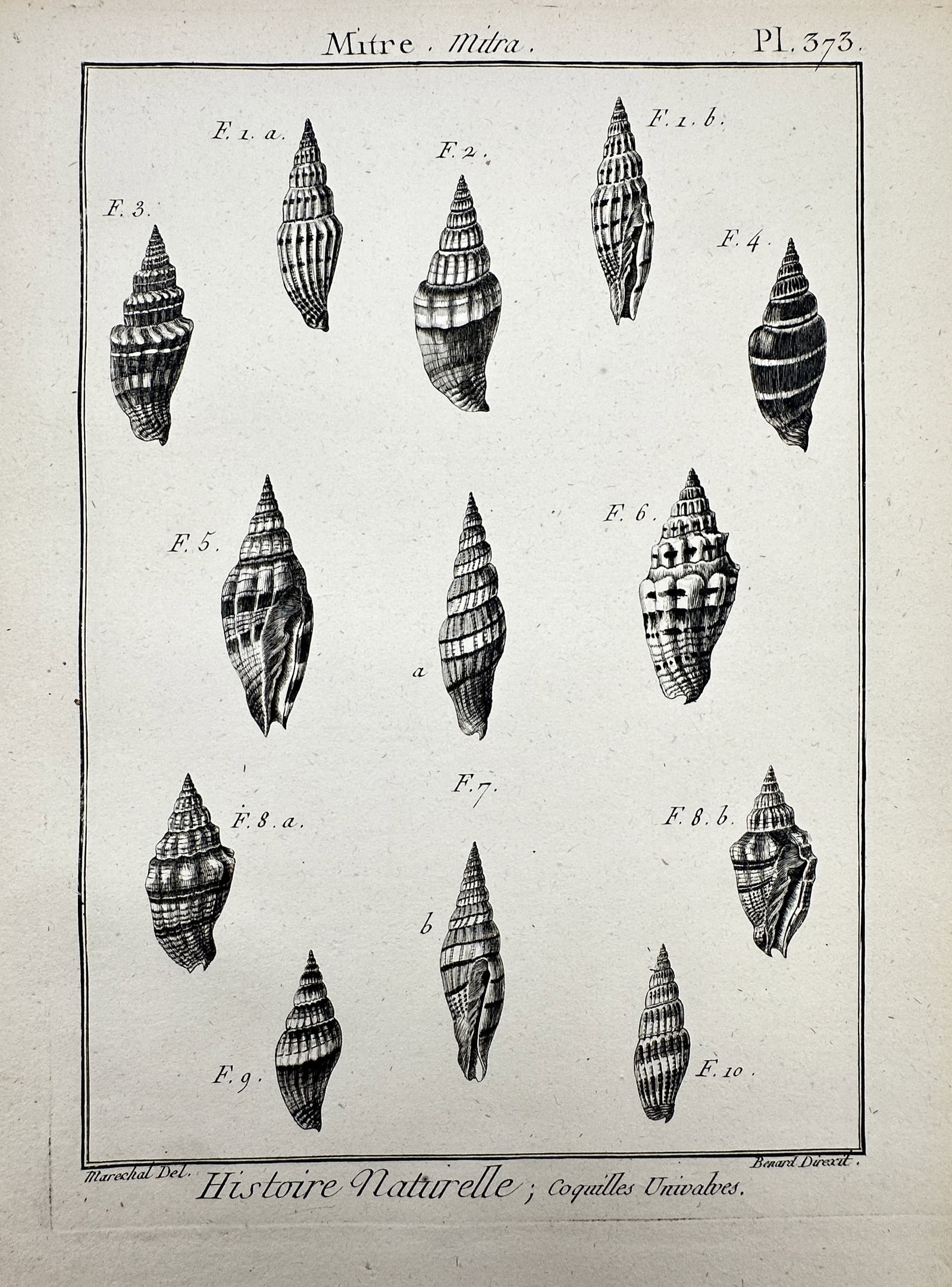 Robert Benard (1734-1777) – View of Mitre Shells – Engraving (1791) (1 of 2)