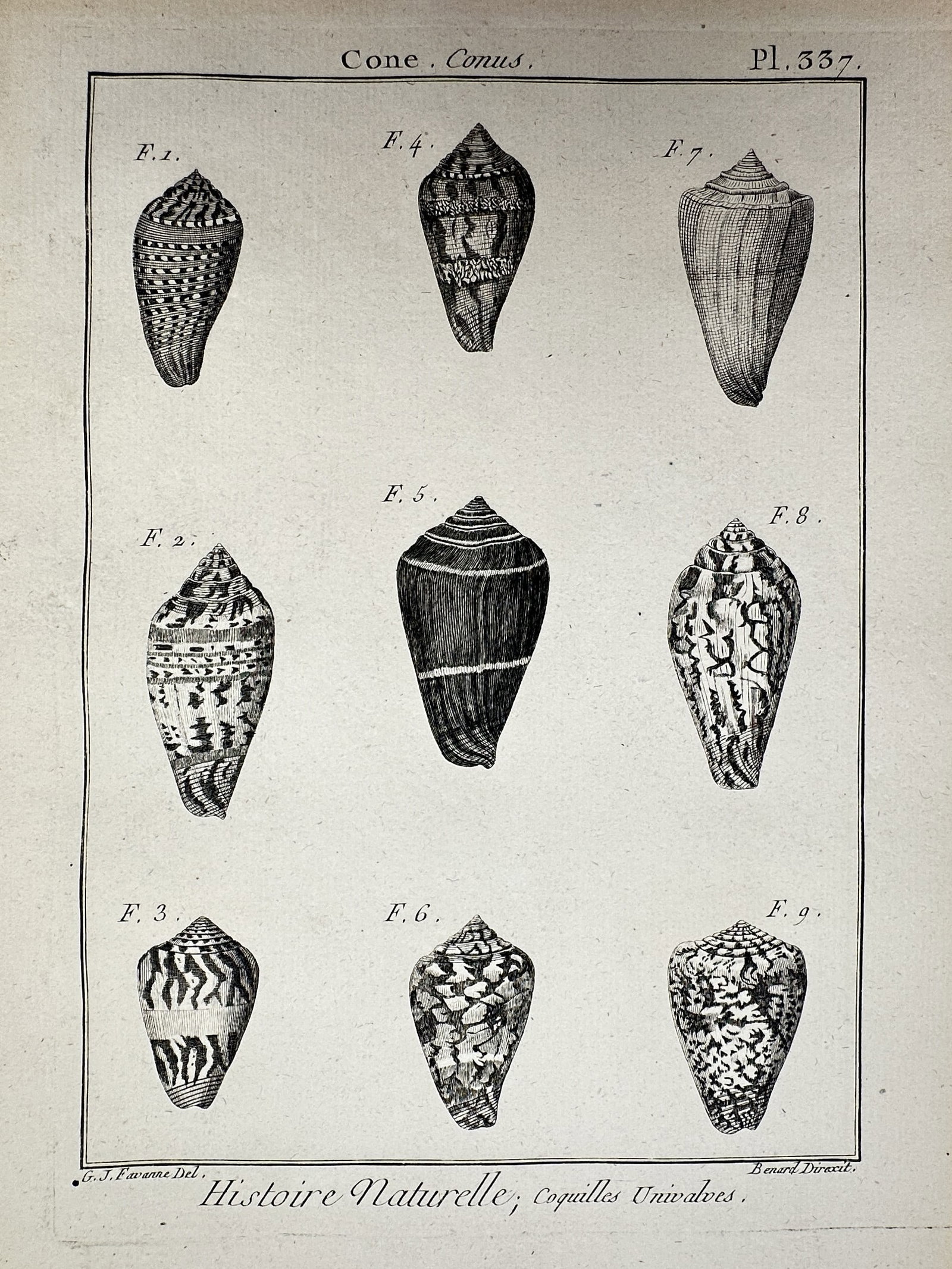 Robert Benard (1734-1777) – View of Cone Shells – Engraving (1791) (1 of 2)