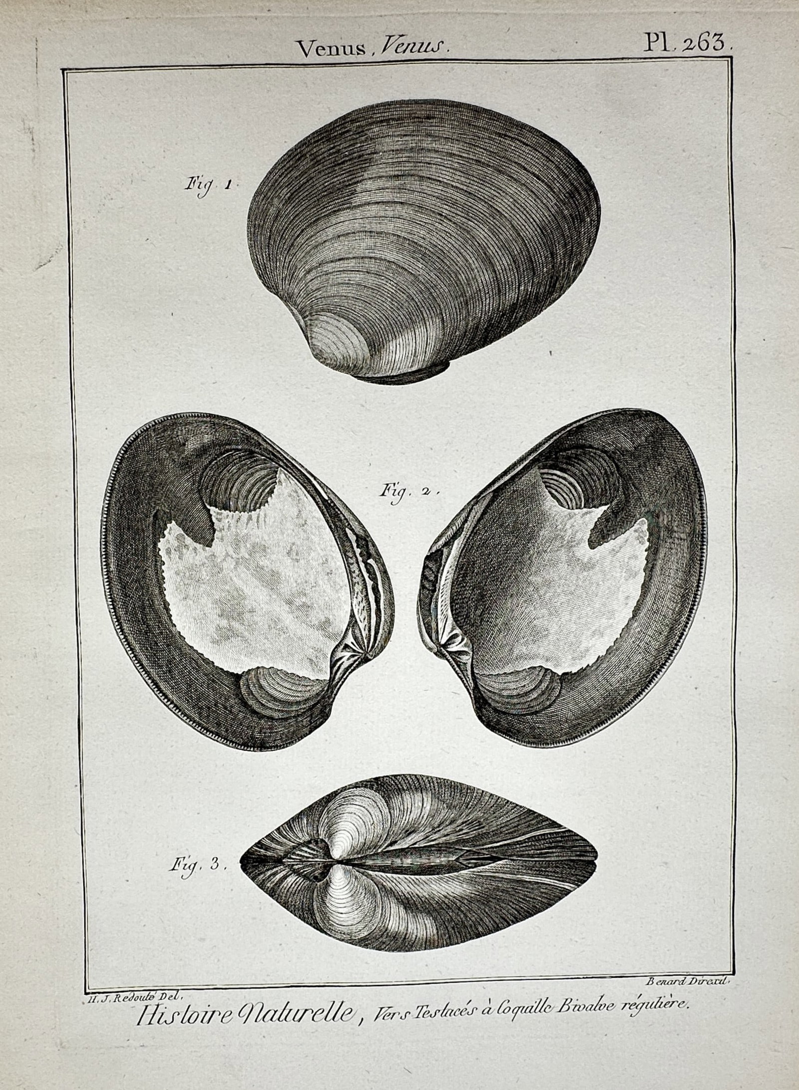 Robert Benard (1734-1777) – View of Venus Clam Shells – Engraving (1791) (1 of 2)
