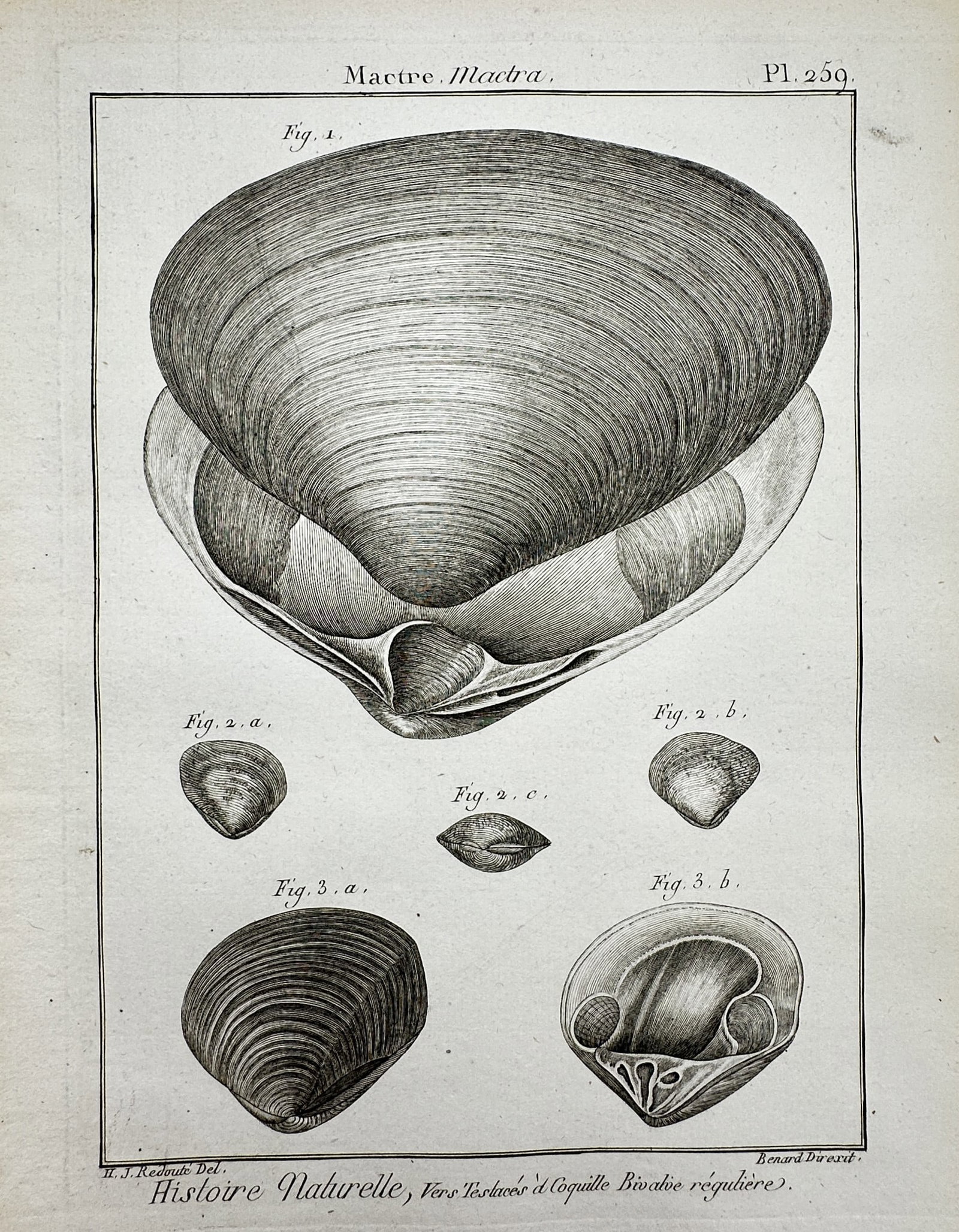 Robert Benard (1734-1777) – View of Mactra Shells – Engraving (1791) (1 of 2)