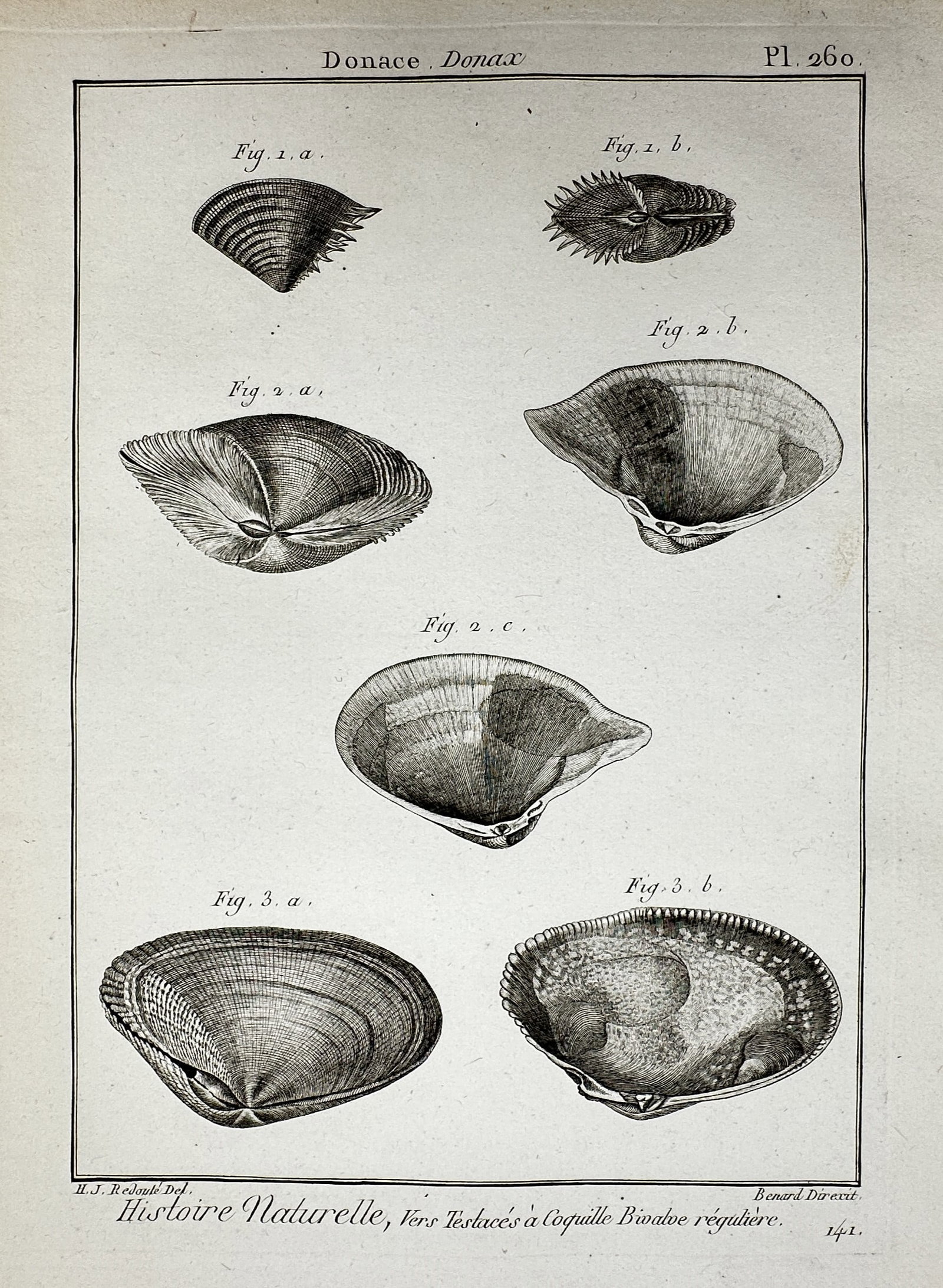 Robert Benard (1734-1777) – View of Donax Shells – Engraving (1791) (1 of 2)