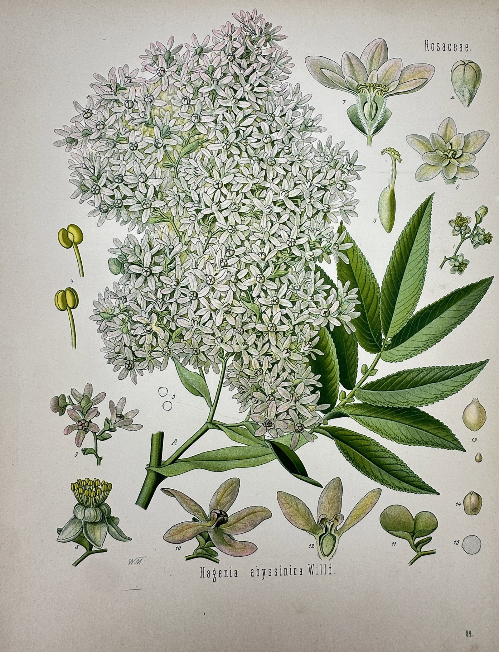 Franz Eugen Köhler (1889-1913) – View of Hagenia abyssinica – Chromolithograph (1887) (1 of 2)