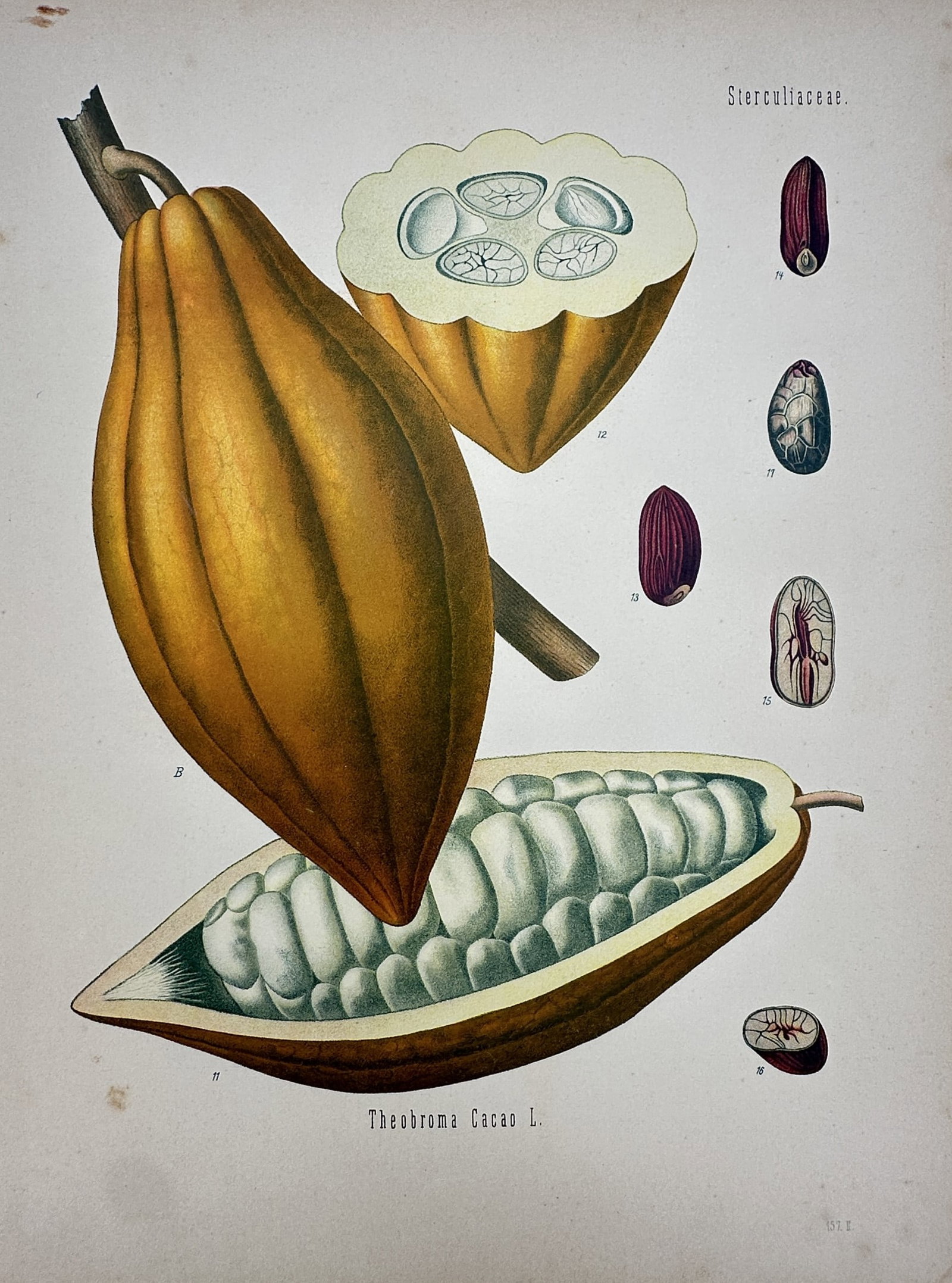 Franz Eugen Köhler (1889-1913) – View of Cacao – Chromolithograph (1887): "Theobroma Cacao L." This botanical chromolithograph illustrates the cacao tree, featuring a whole ripe pod on the branch along with longitudinal and cross-sectional views showing the internal beans a
