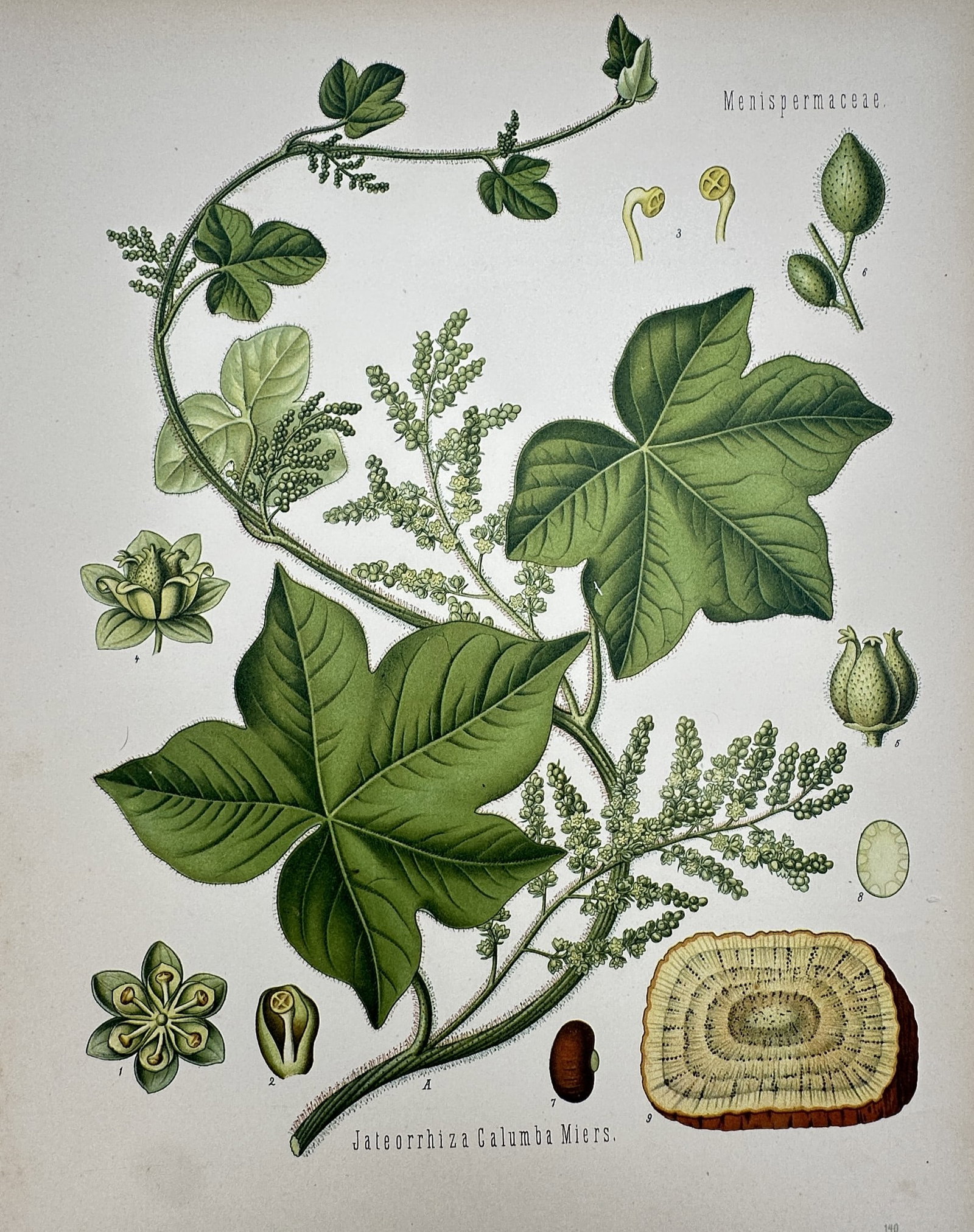 Franz Eugen Kohler (1889-1913) – View of Calumba – Chromolithograph (1887): "Jateorrhiza Calumba Miers." This botanical chromolithograph showcases the calumba plant, featuring its climbing vine, large palmate leaves, and clusters of flowers. The work was published in Gera-Unt
