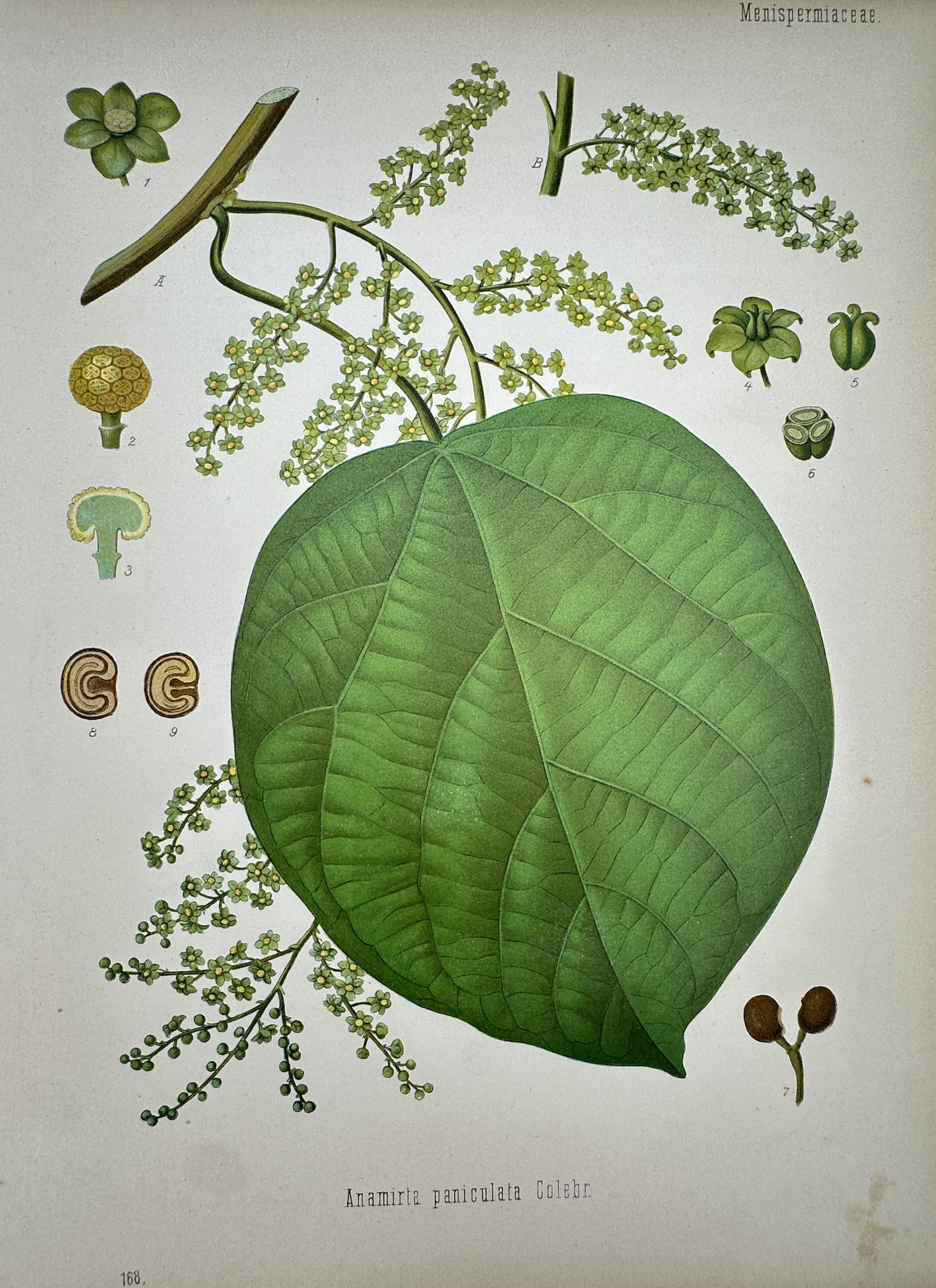 Franz Eugen Kohler (1889-1913) – View of Fish Berry – Chromolithograph (1887): "Anamirta paniculata Colebr." This botanical chromolithograph depicts the fish berry plant, showing its large heart-shaped leaf and clusters of small yellowish flowers. The work was published in Gera-