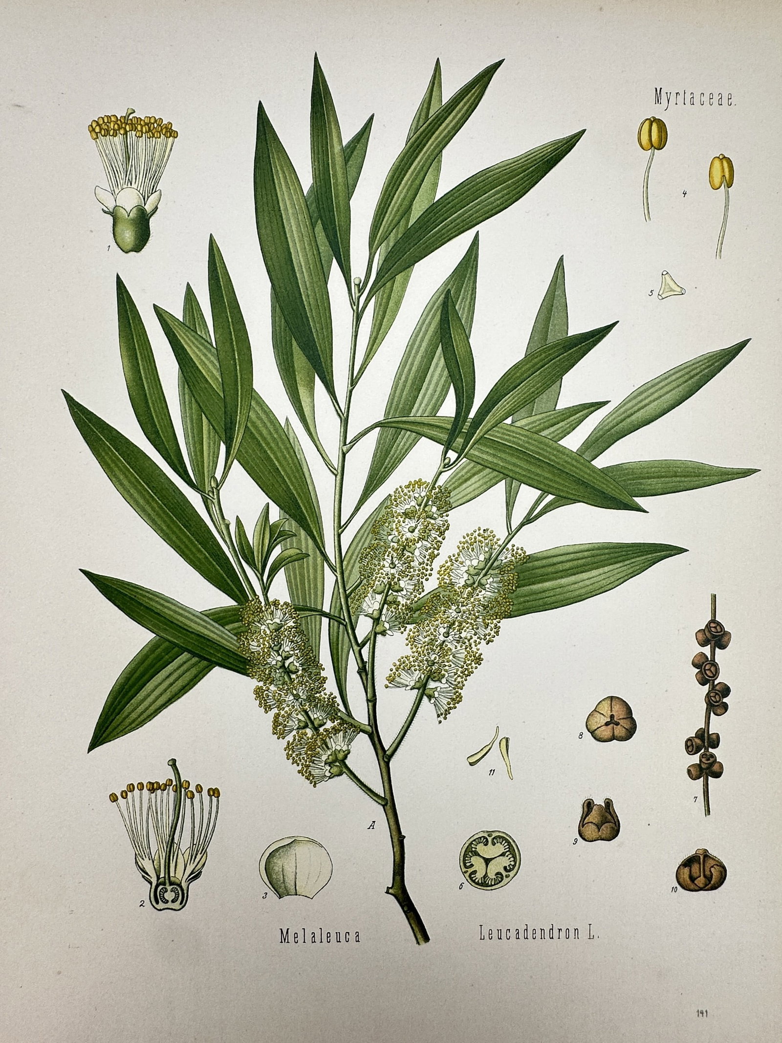 Franz Eugen Kohler (1889-1913) – View of Tea Tree – Chromolithograph (1887): "Melaleuca Leucadendron L." This botanical chromolithograph depicts the tea tree, showcasing its slender green leaves and cylindrical white flower spikes. The work was published in Gera-Untermhaus, Ge