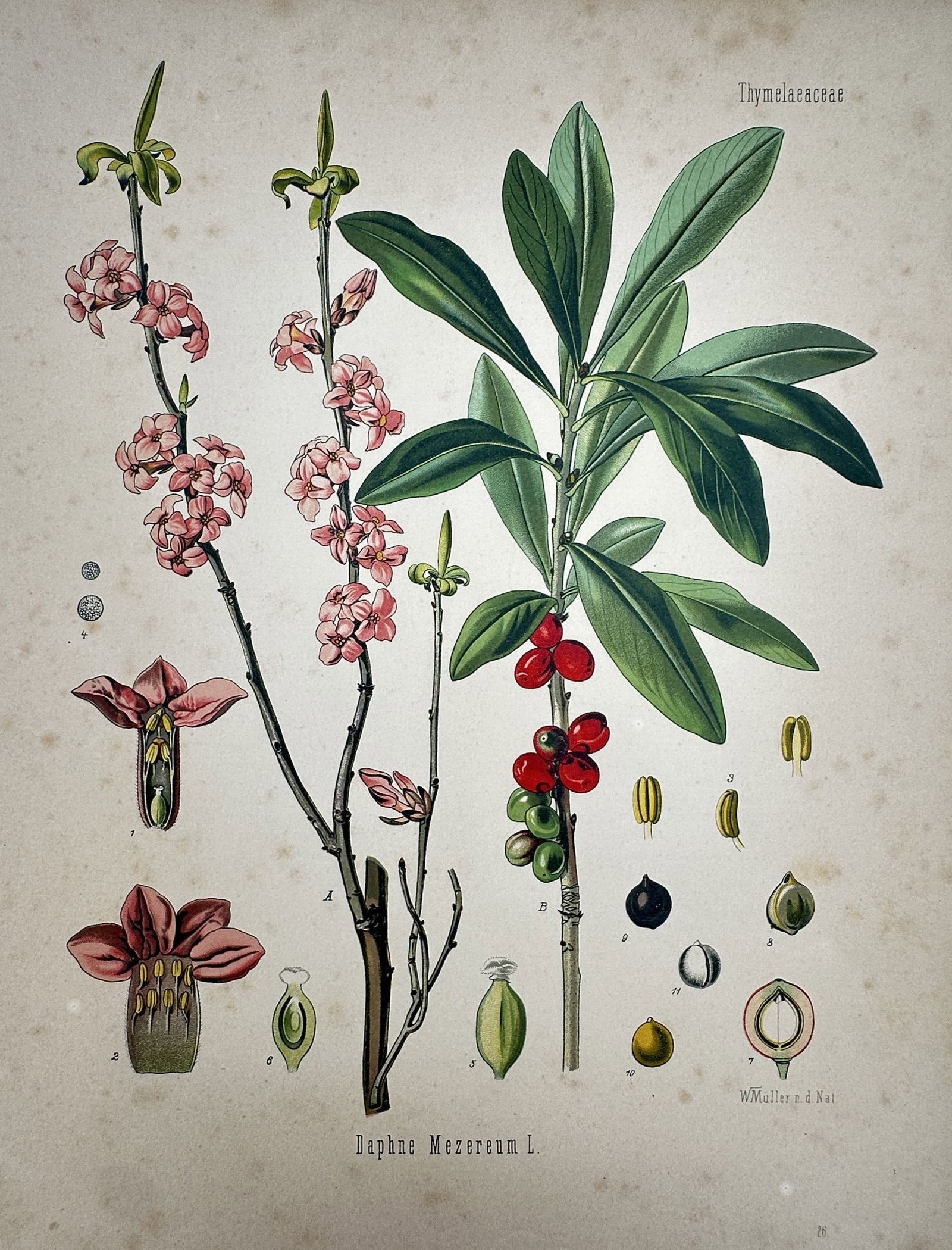 Franz Eugen Kohler (1889-1913) – View of Mezereon – Chromolithograph (1887): "Daphne Mezereum L." This botanical chromolithograph illustrates the mezereon plant, featuring its pink blossoms on leafless stems alongside a branch bearing green leaves and bright red berries. The w
