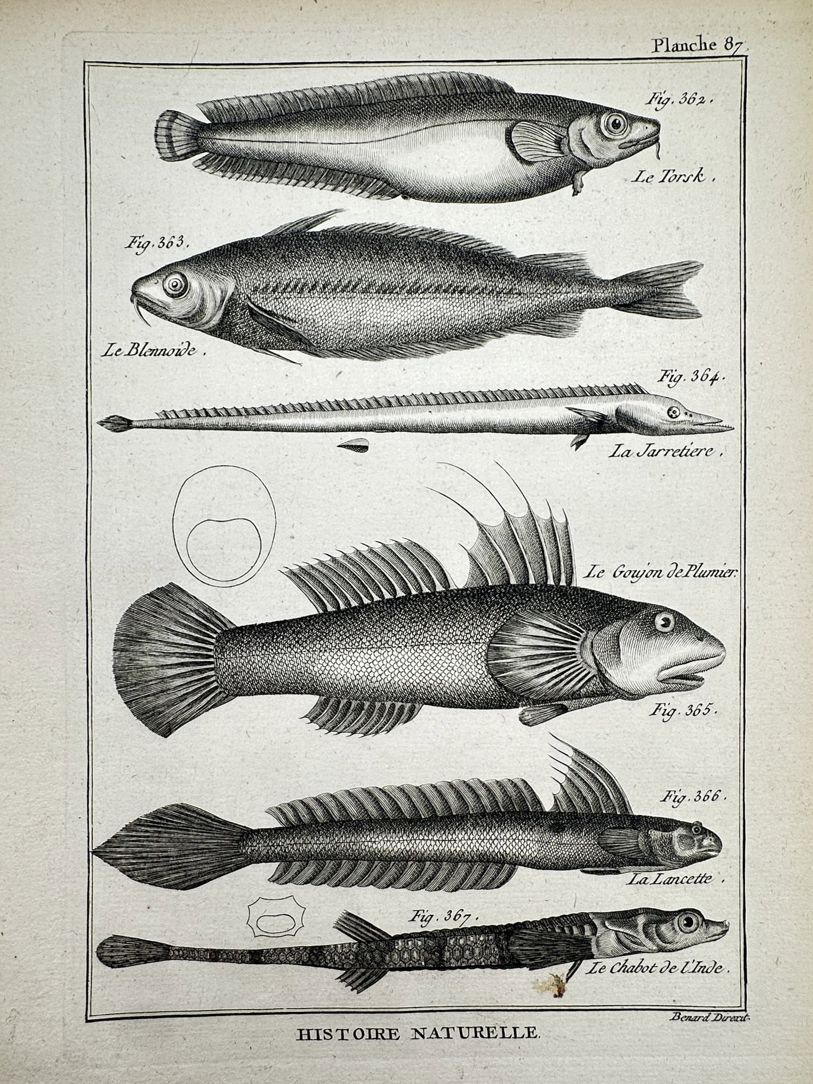 Robert Benard (1734-1777) – View of Various Fish Species – Engraving (1788) (1 of 2)