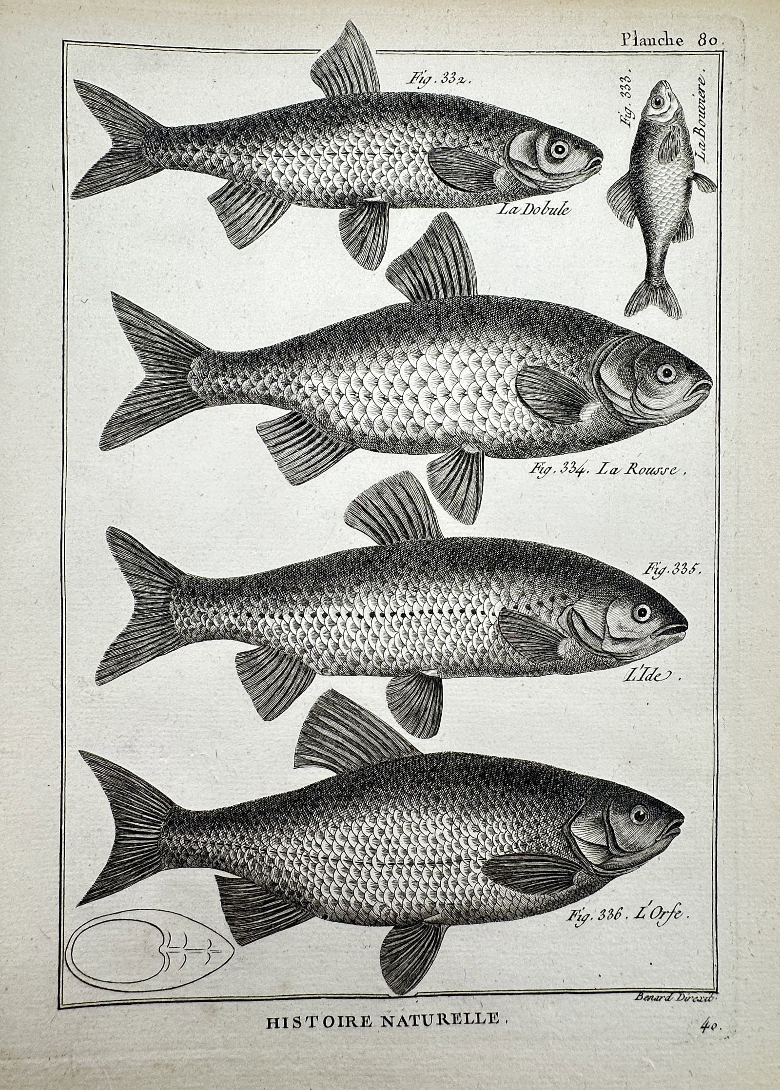 Robert Benard (1734-1777) – View of Freshwater Fish Species – Engraving (1788) (1 of 2)