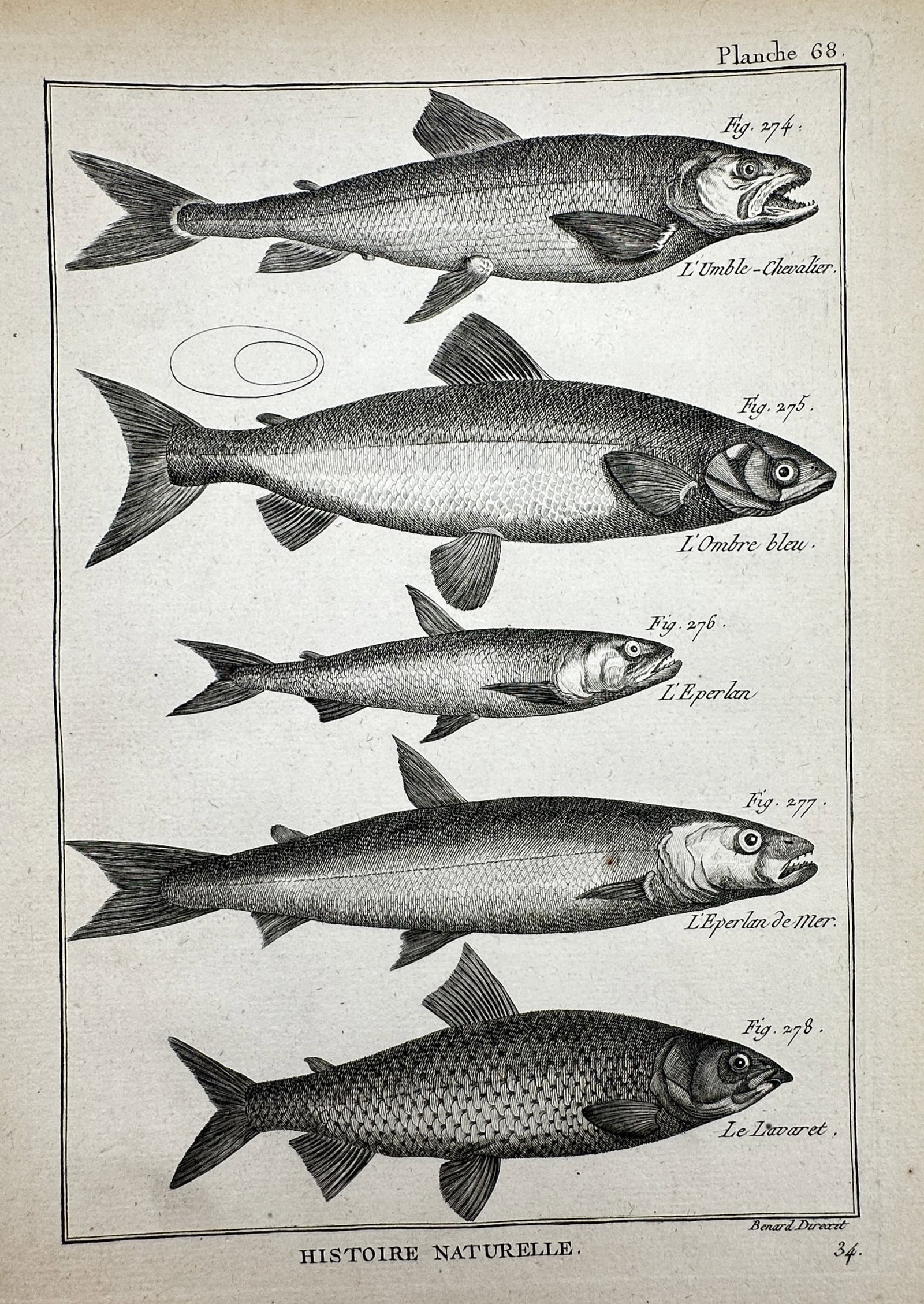 Robert Benard (1734-1777) – View of Salmonid Fish Species – Engraving (1788): "Histoire Naturelle." This copperplate engraving illustrates several species of salmonid fish, including the arctic char, smelt, and lavaret, presented as a formal taxonomic study. The work was publis