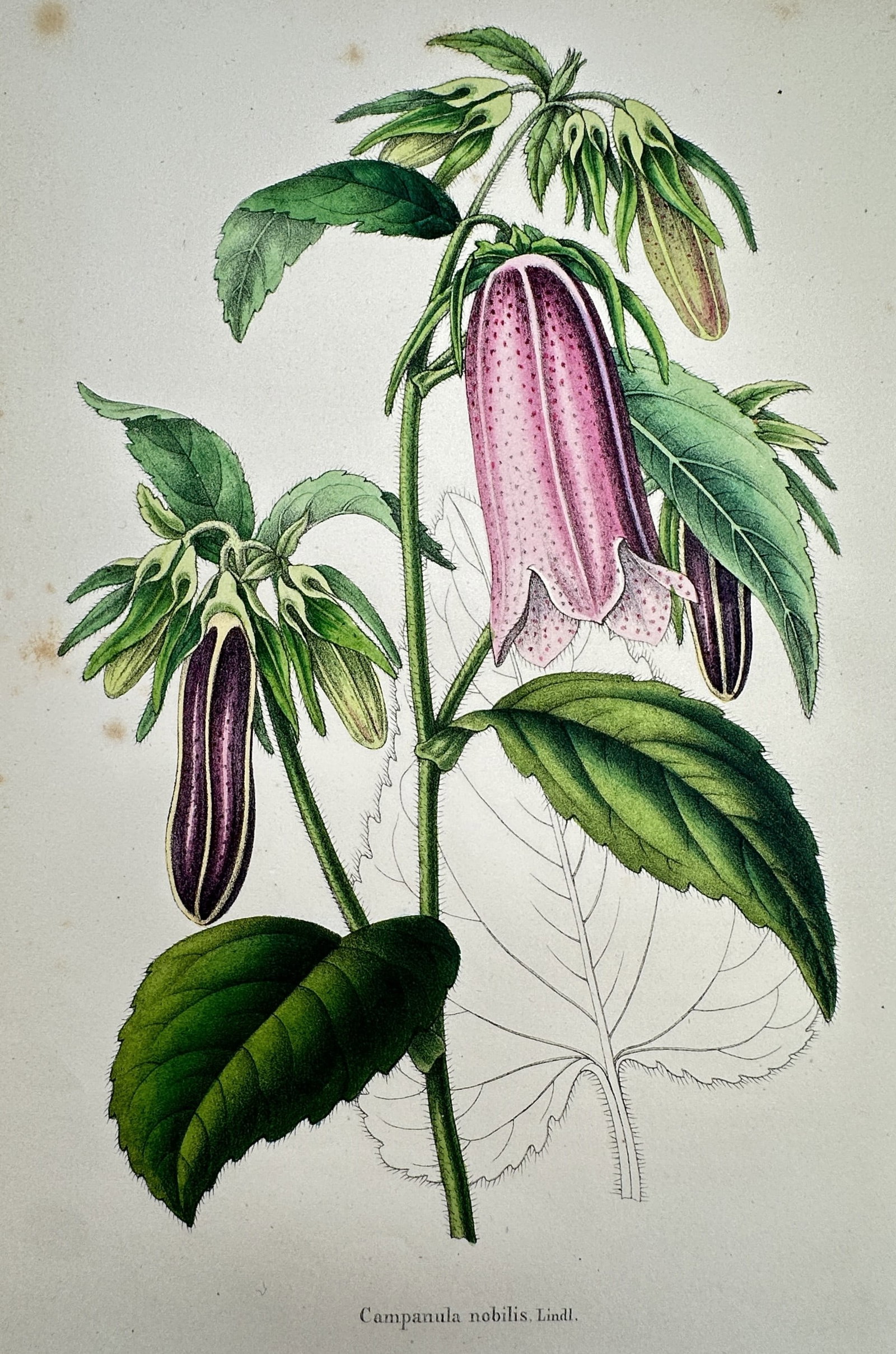 Guillaume Severeyns (active 19th Century) – View of Noble Bellflower – Chromolithograph (c. (1 of 2)