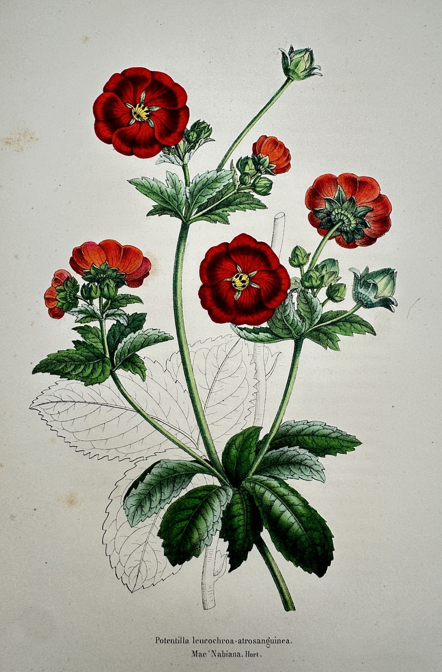 Guillaume Severeyns (active 19th Century) – View of Cinquefoil – Chromolithograph (c. 1880) (1 of 2)