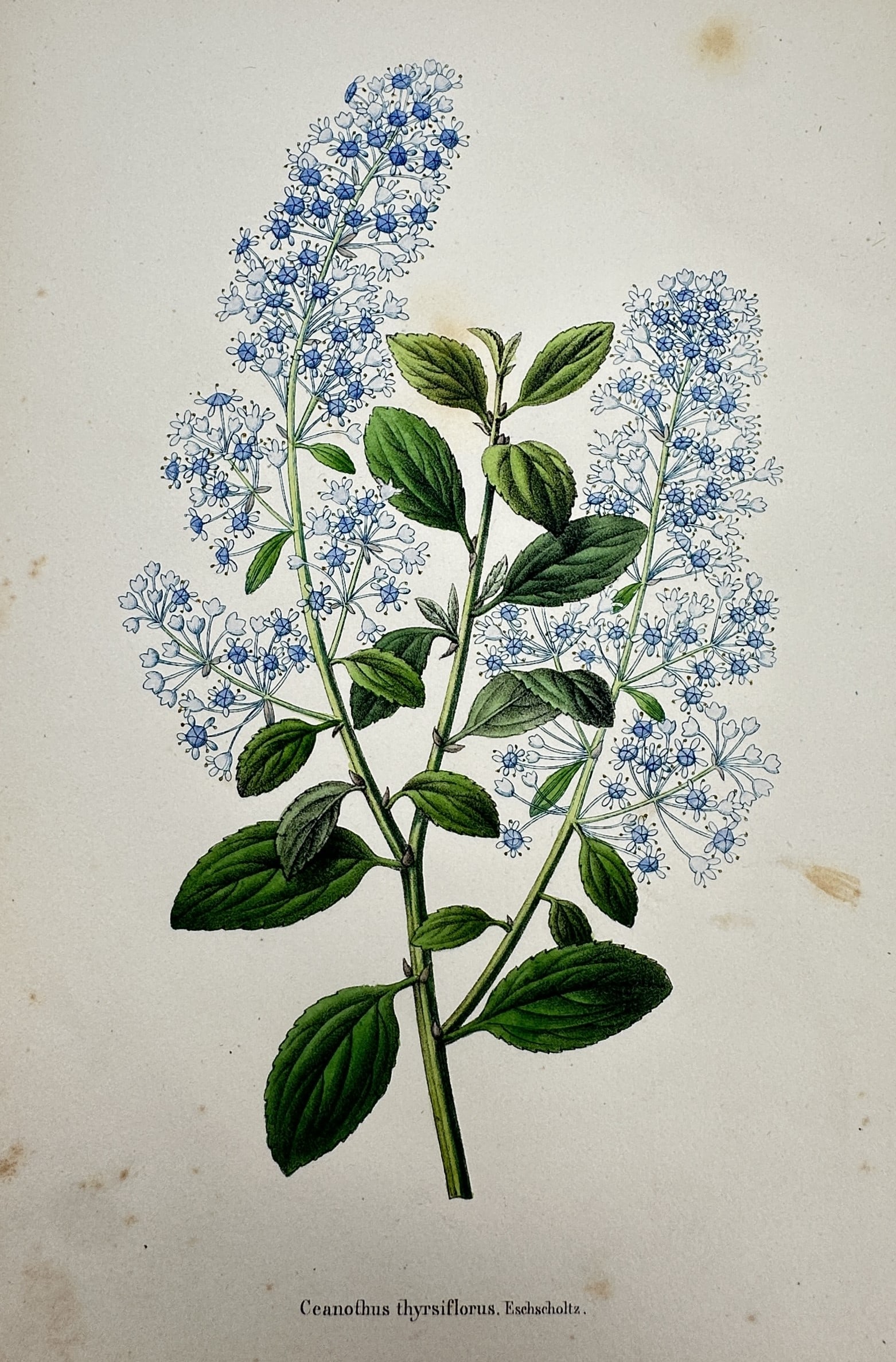 Guillaume Severeyns (active 19th Century) – View of Blueblossom – Chromolithograph (c. 1880): "Ceanothus thyrsiflorus. Eschschltz." This botanical chromolithograph depicts the blueblossom or California lilac, showcasing its dense panicles of small blue flowers and glossy green oval leaves agai