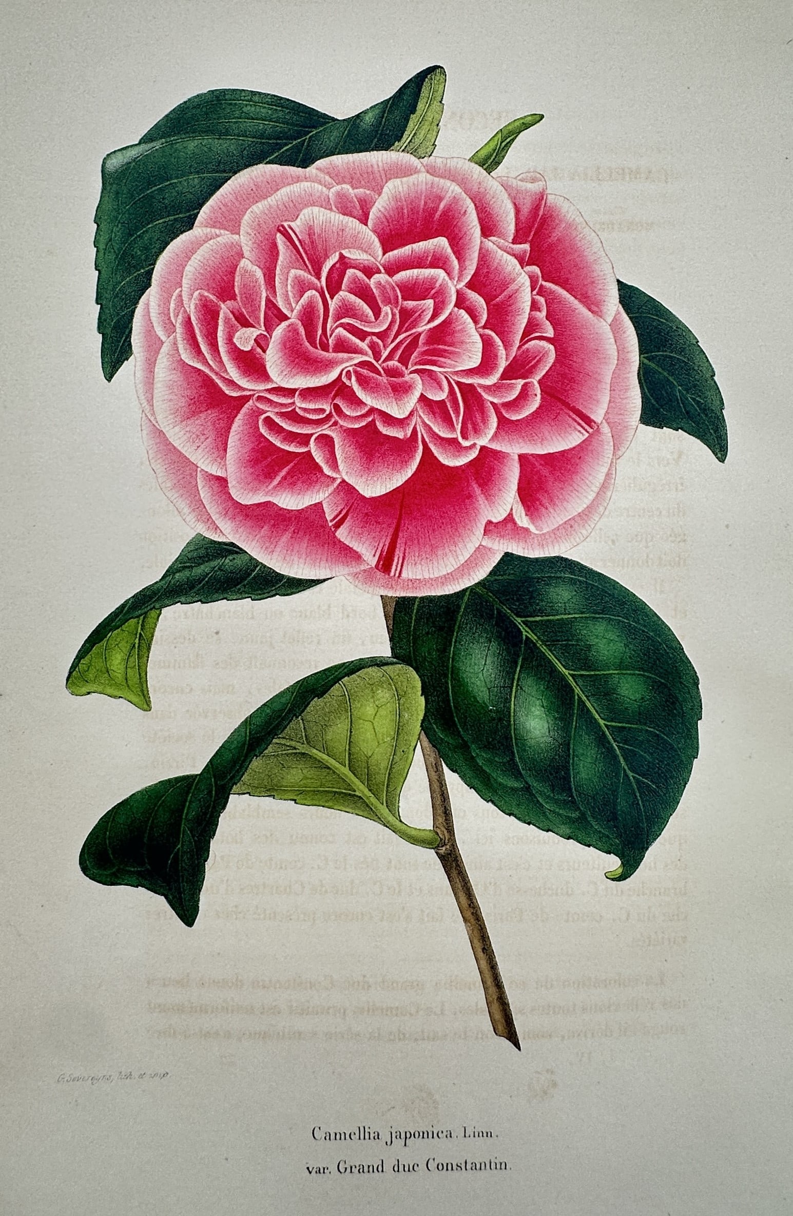 Guillaume Severeyns (active 19th Century) – View of Camellia – Chromolithograph (c. 1880) (1 of 2)