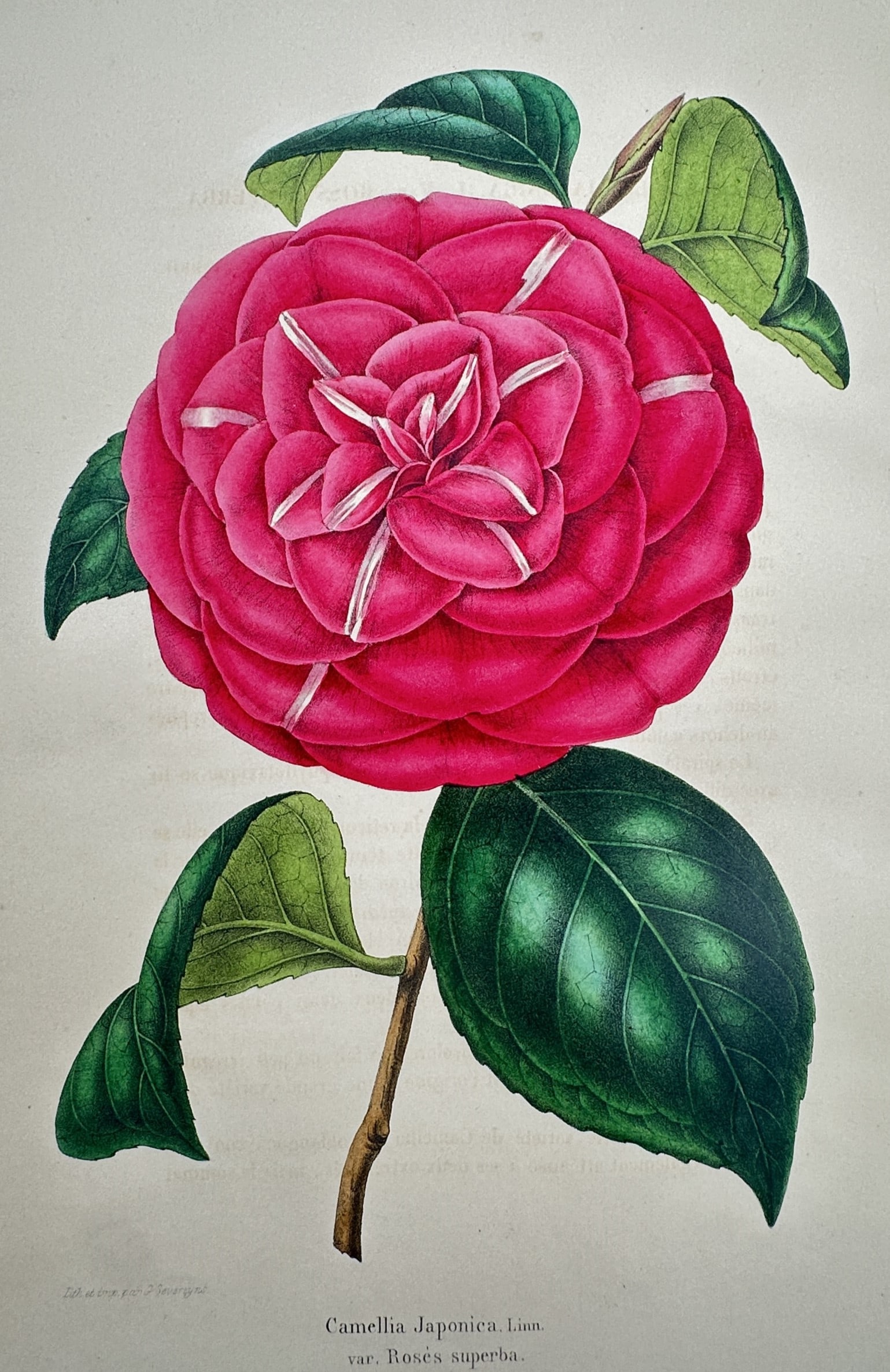 Guillaume Severeyns (active 19th Century) – View of Camellia – Chromolithograph (c. 1880) (1 of 2)
