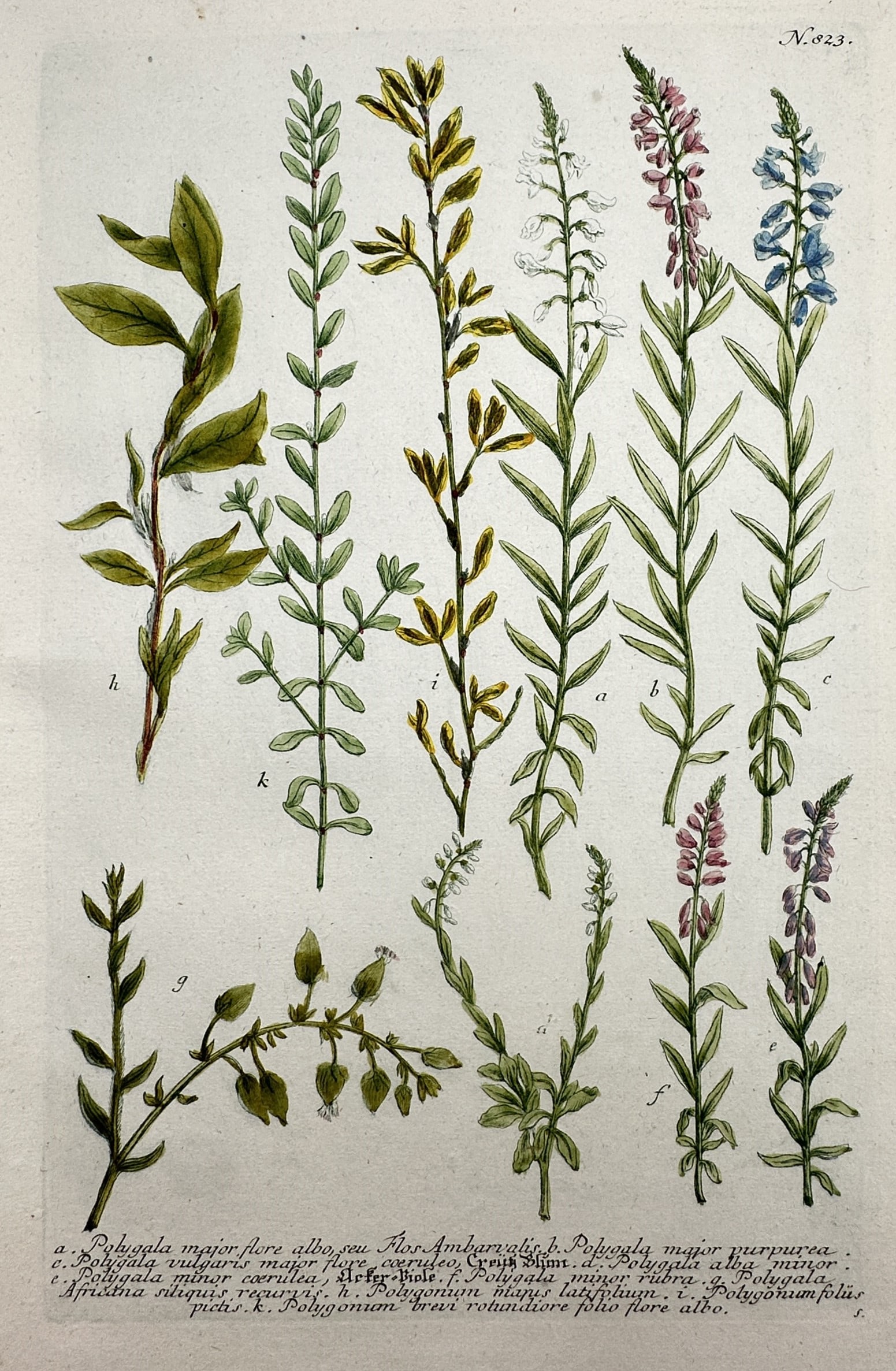 Johann Wilhelm Weinmann – View of Milkwort and Knotgrass Species – Etching and Mezzotint (1 of 2)