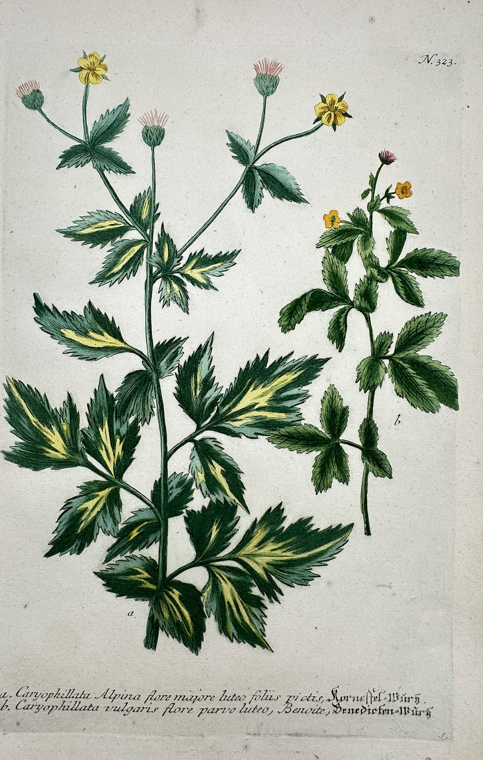 Johann Wilhelm Weinmann – View of Avens Species – Etching and Mezzotint (Hand-coloured) (1742) (1 of 2)