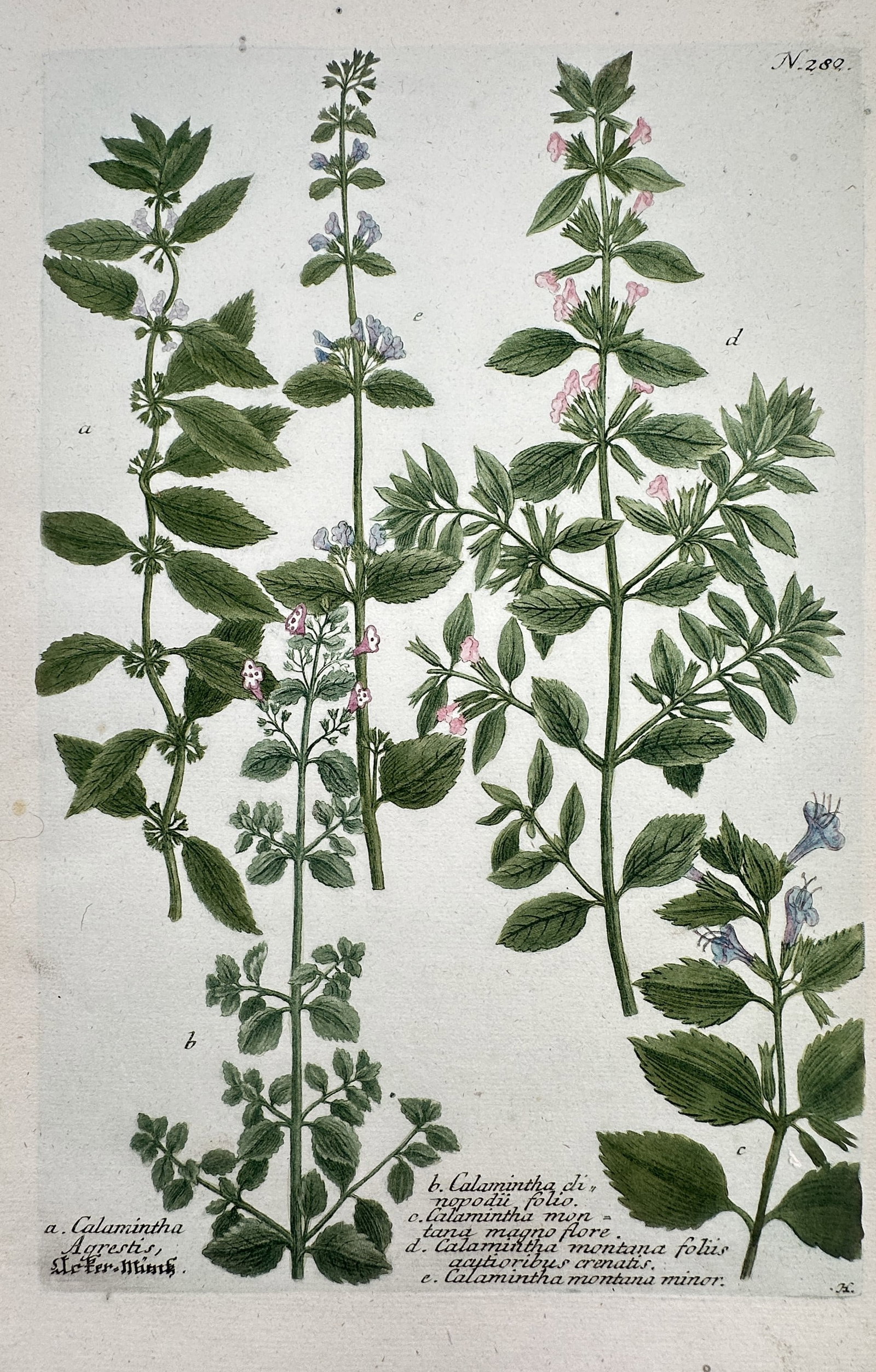 Johann Wilhelm Weinmann – View of Calamint Species – Etching and Mezzotint (Hand-coloured) (1 of 2)