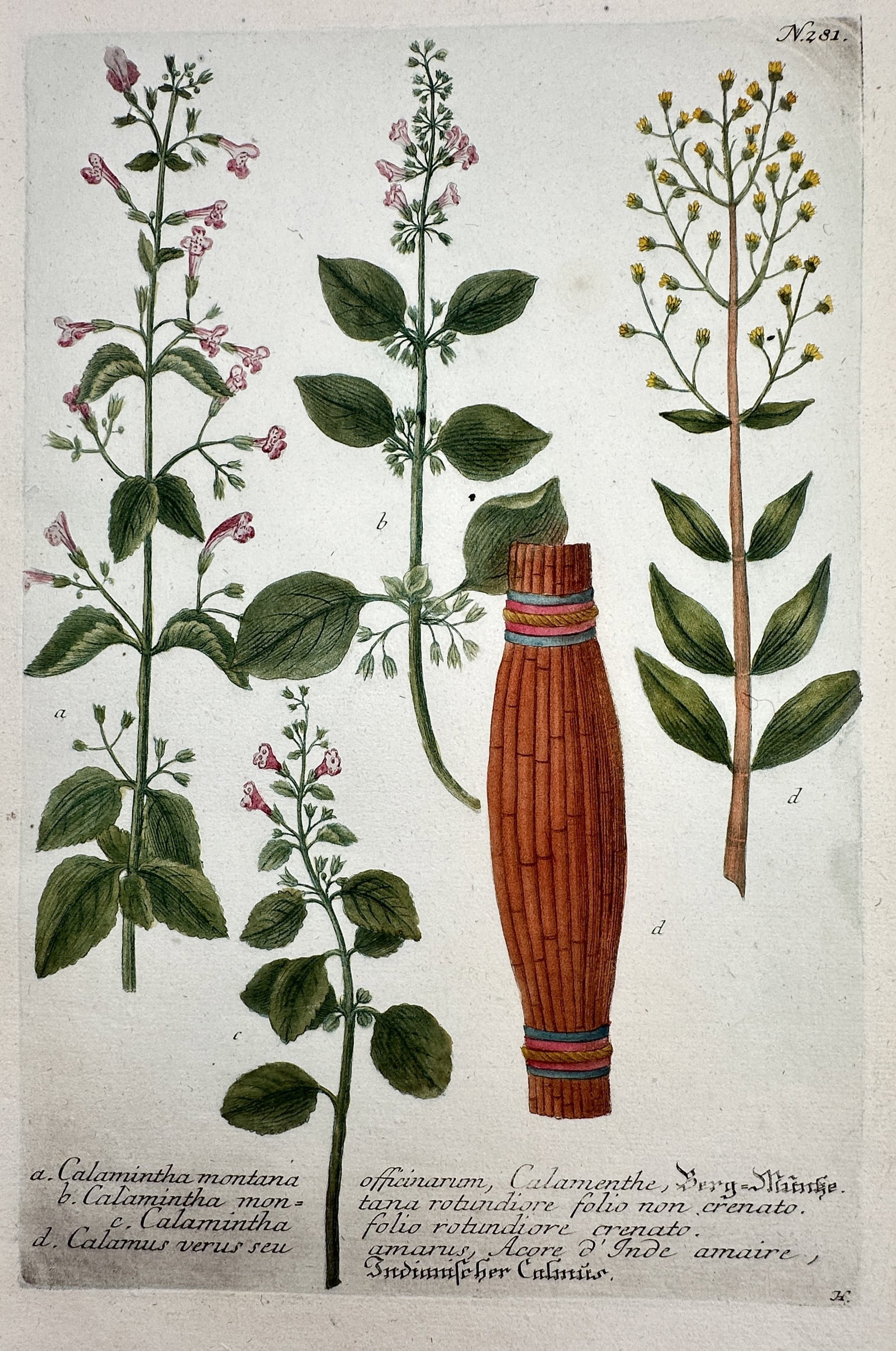 Johann Wilhelm Weinmann – View of Calamint and Sweet Flag – Etching and Mezzotint (1 of 2)