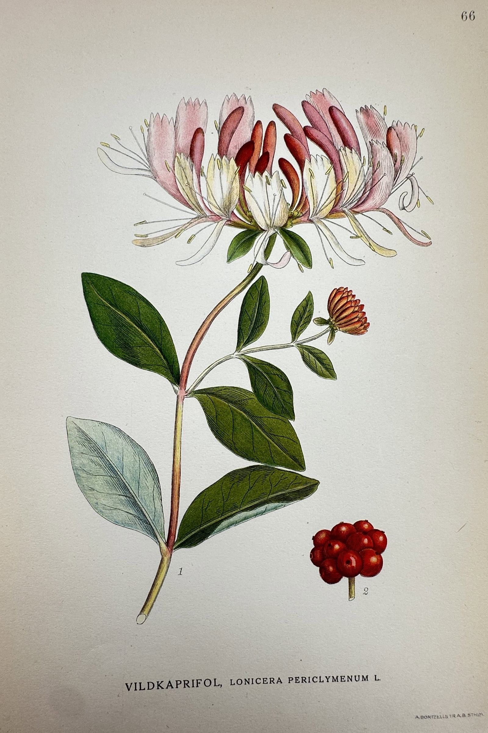 Carl Lindman – Botanical Study of Woodbine Honeysuckle – Lithograph (1901-1905) (1 of 2)
