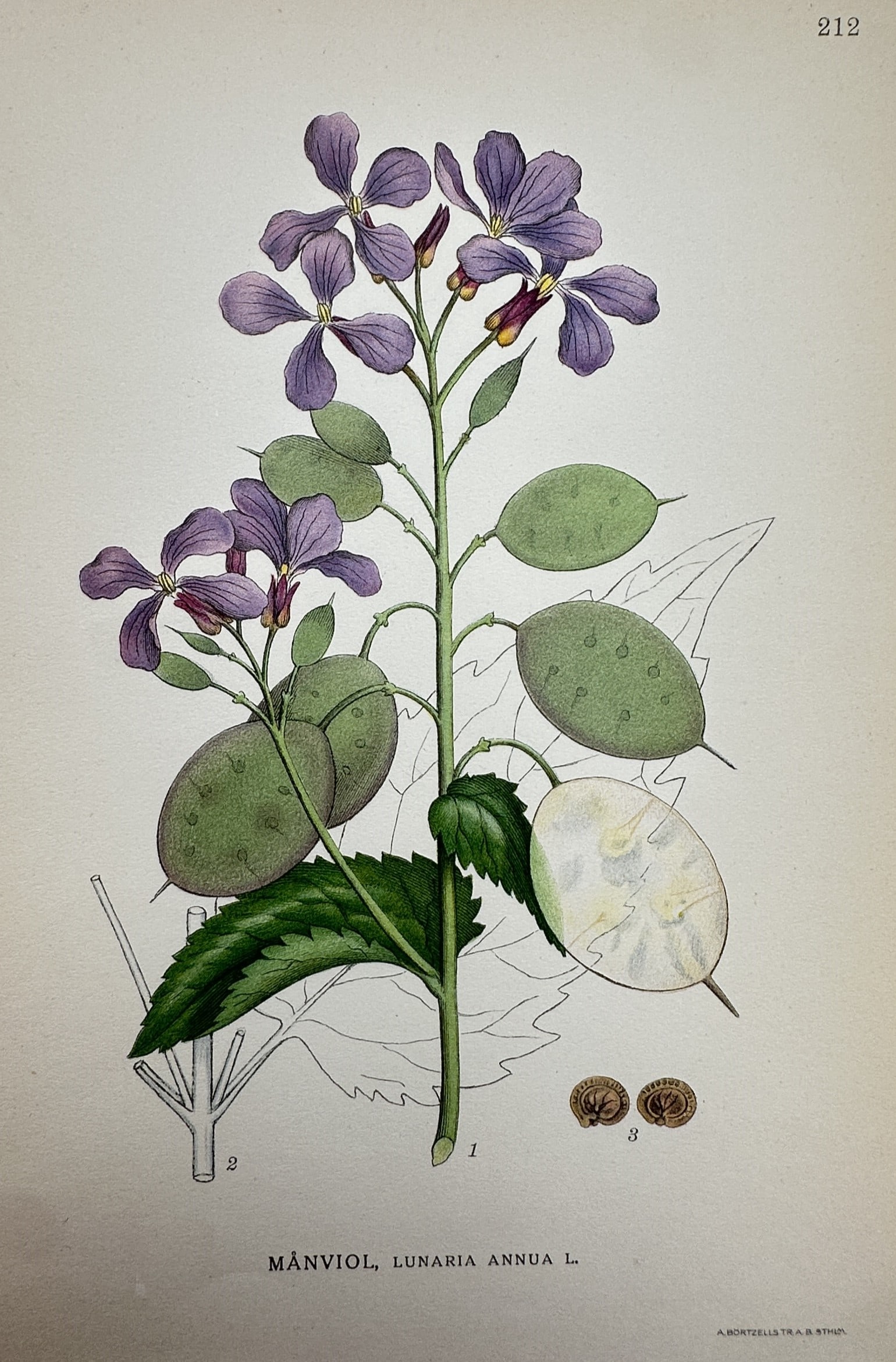Carl Lindman – Botanical Study of Lunaria Annua – Lithograph (1901-1905) (1 of 2)