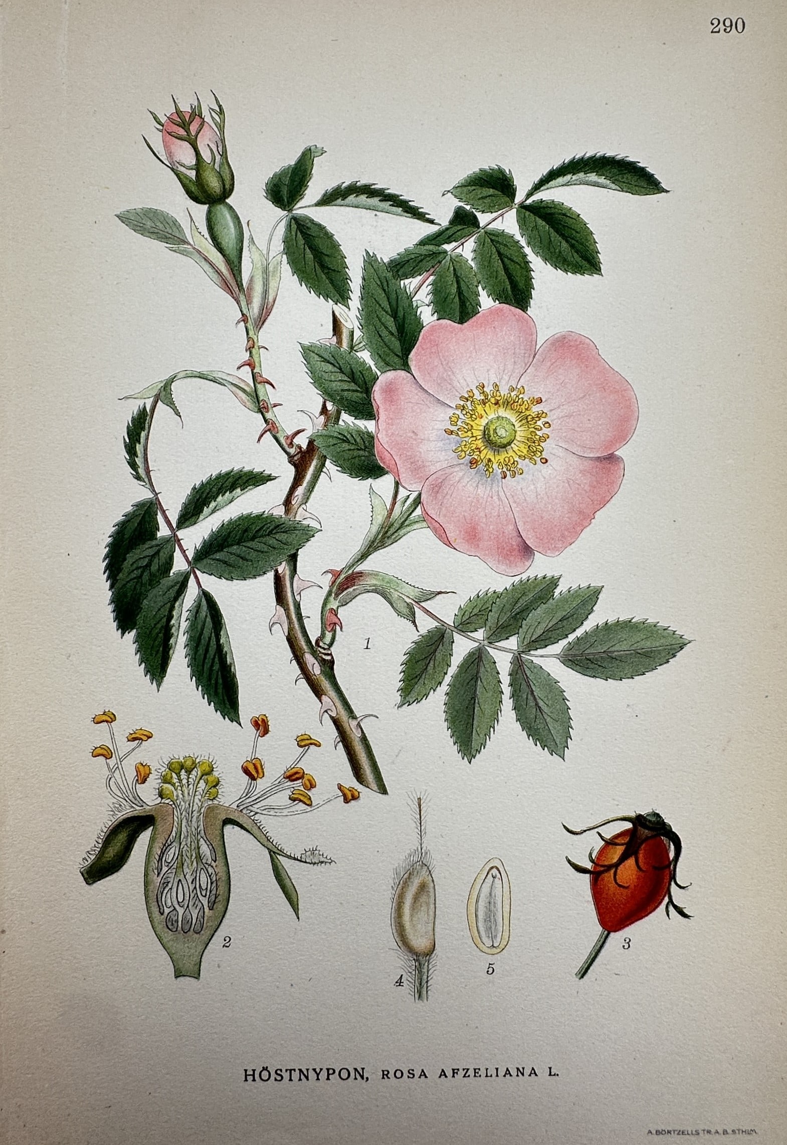 Carl Lindman – Botanical Study of Rosa Afzeliana – Lithograph (1901-1905) (1 of 2)