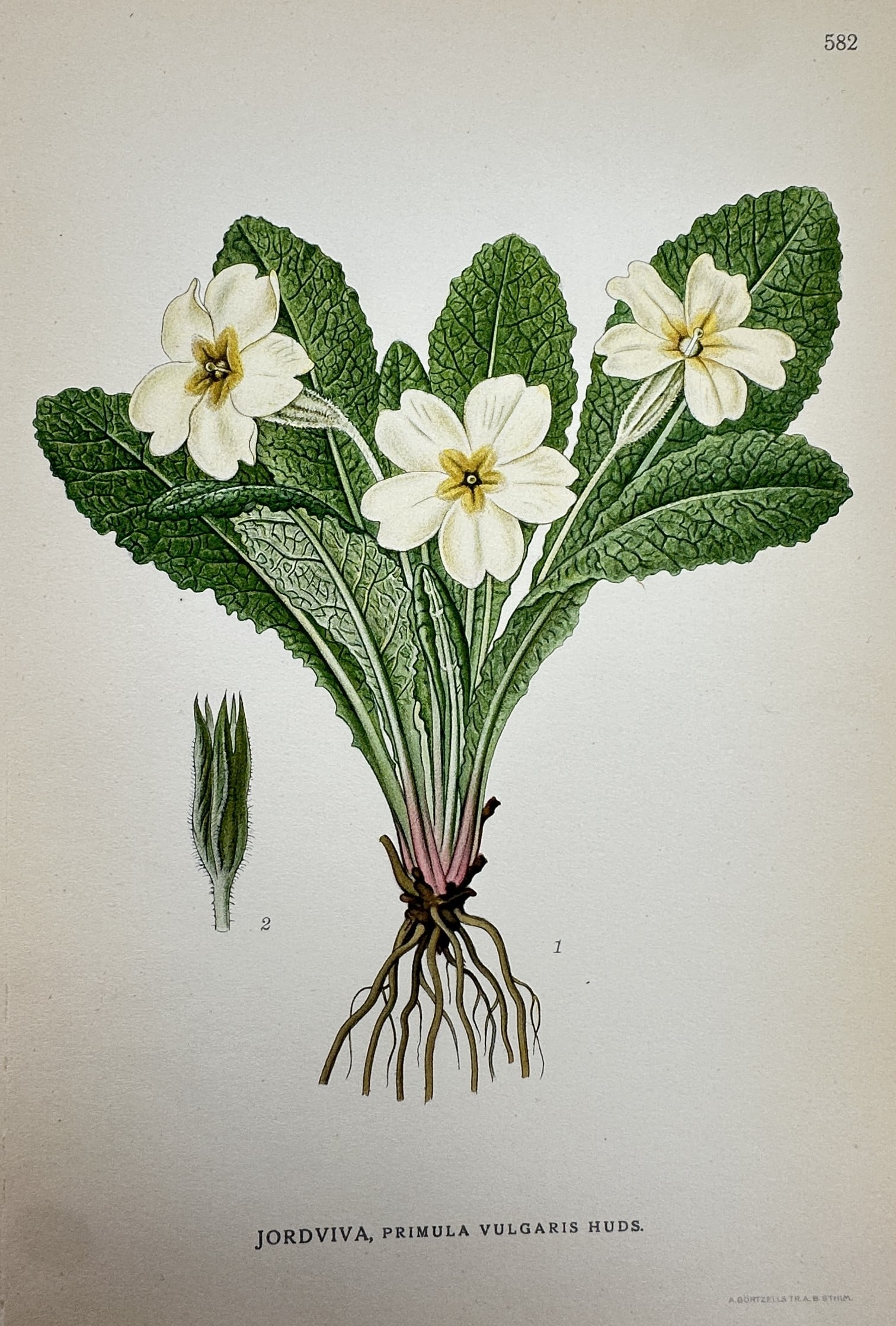 Carl Lindman – Botanical Study of Primula Vulgaris – Lithograph (1901-1905) (1 of 2)