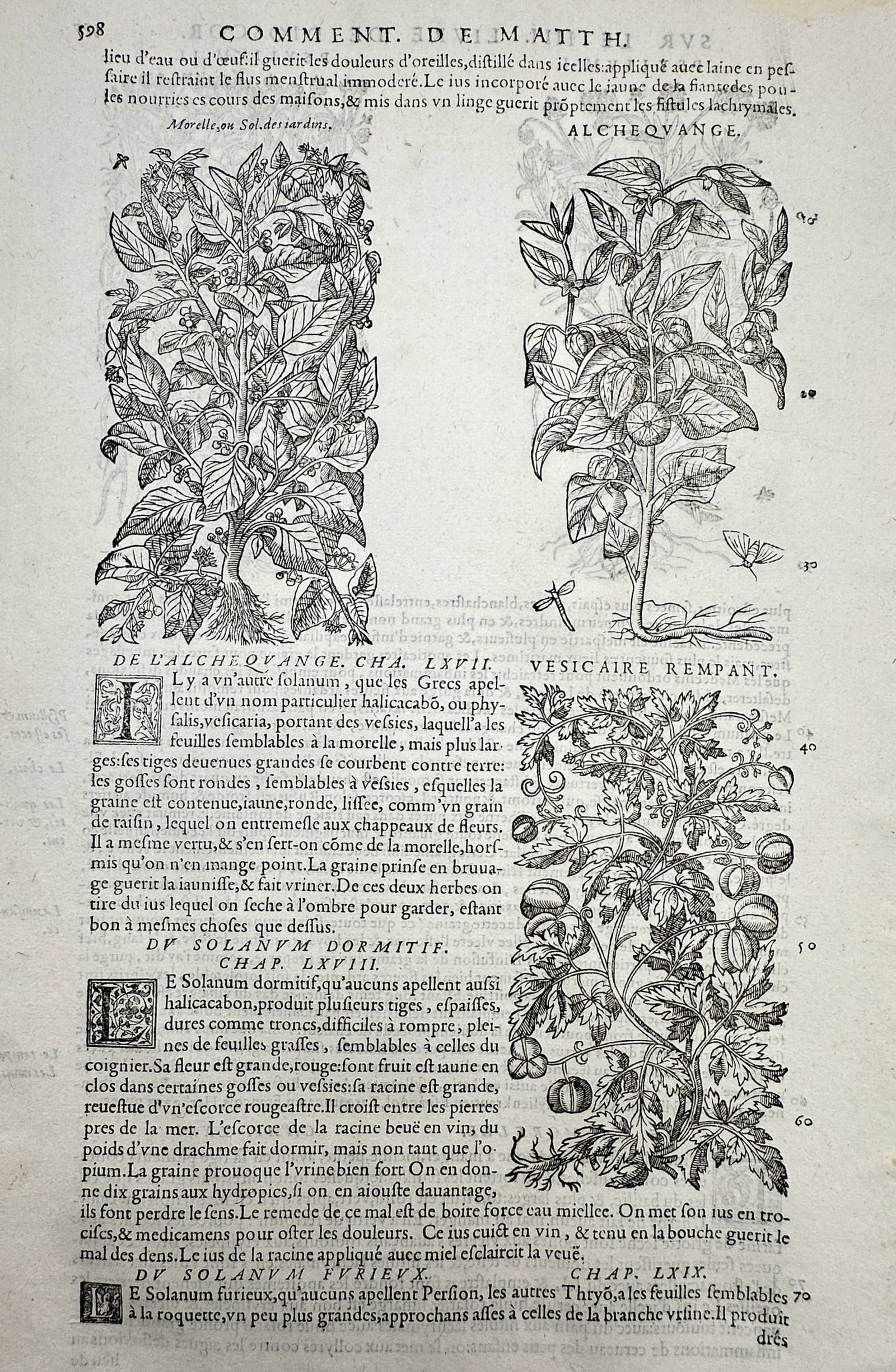 Pietro Andrea Mattioli (1501-1577) – Botanical Studies of Alchequange and Vesicaire Rempant: "De L’Alchequange" and "Vesicaire Rempant." This botanical woodcut illustrates various species of nightshades, including winter cherry and creeping bladder cherry, with detailed views of their folia