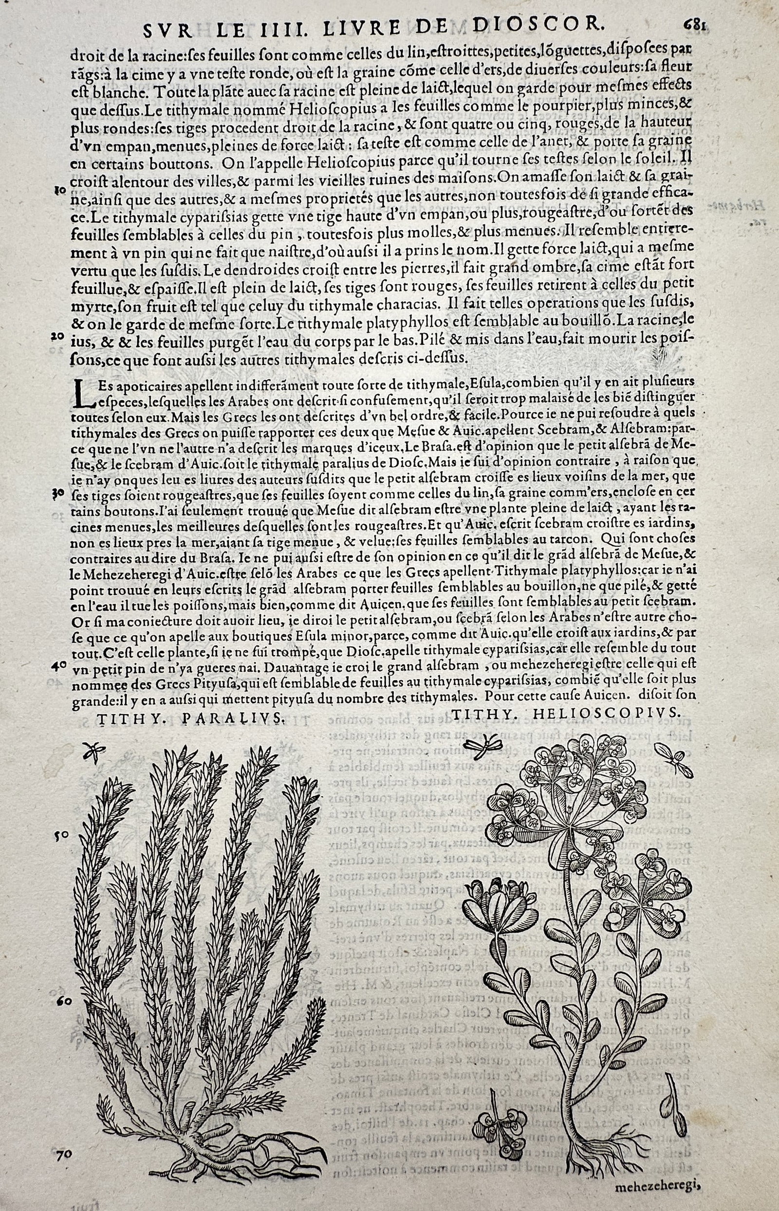 Pietro Andrea Mattioli (1501-1577) – Botanical Studies of Tithy. Paralivs and Tithy. Helioscopivs: "Tithy. Paralivs" and "Tithy. Helioscopivs." This botanical woodcut illustrates two varieties of spurge, highlighting the distinct leaf structures and flowering habits of each species. The page is tak