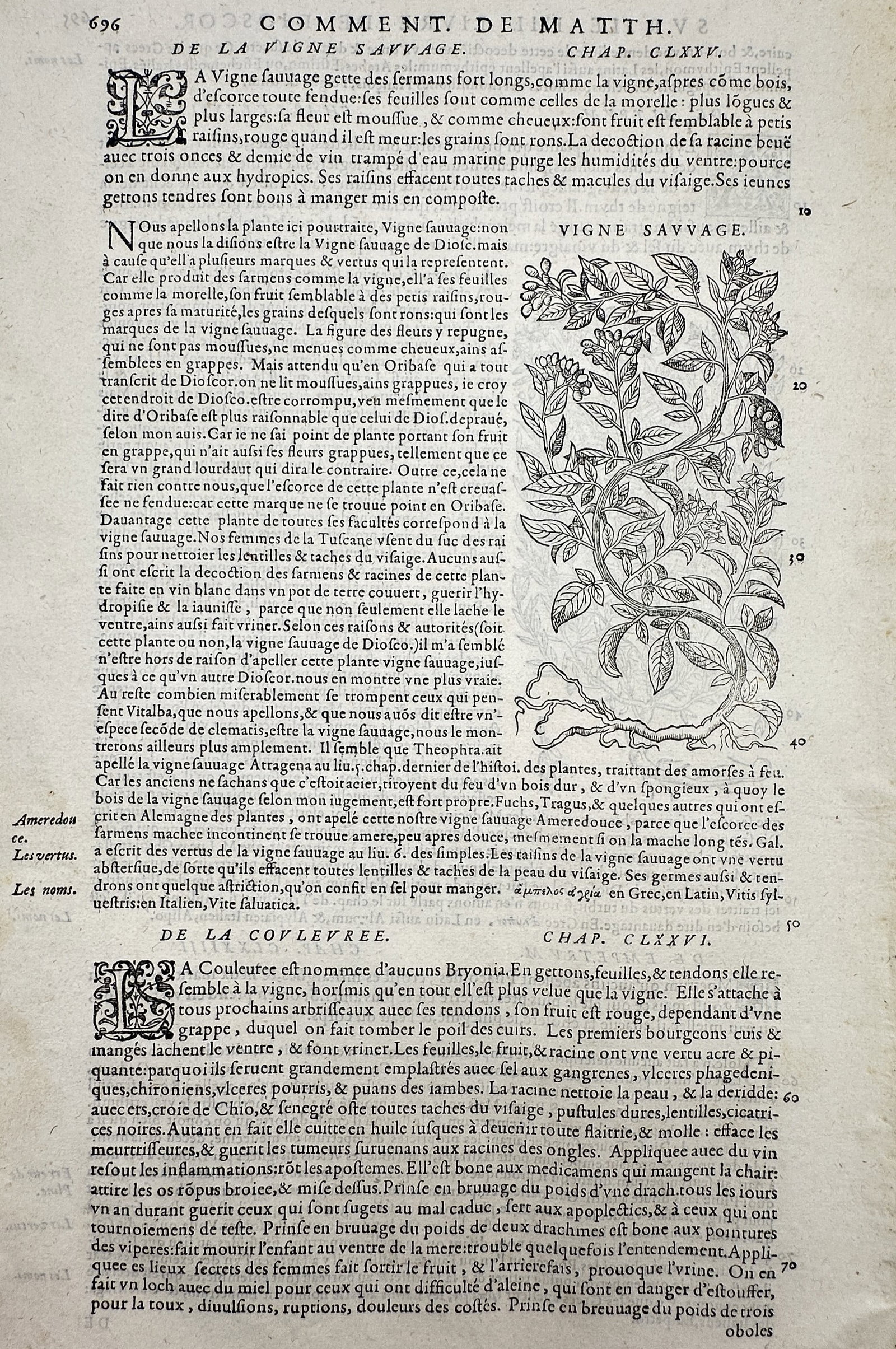 Pietro Andrea Mattioli (1501-1577) – Botanical Studies of Vigne Savvage and La Covlevree: "De La Vigne Savvage" and "De La Covlevree." This botanical woodcut illustrates wild grapevine and bryony, featuring a detailed central figure of a climbing vine with serrated leaves and small cluster