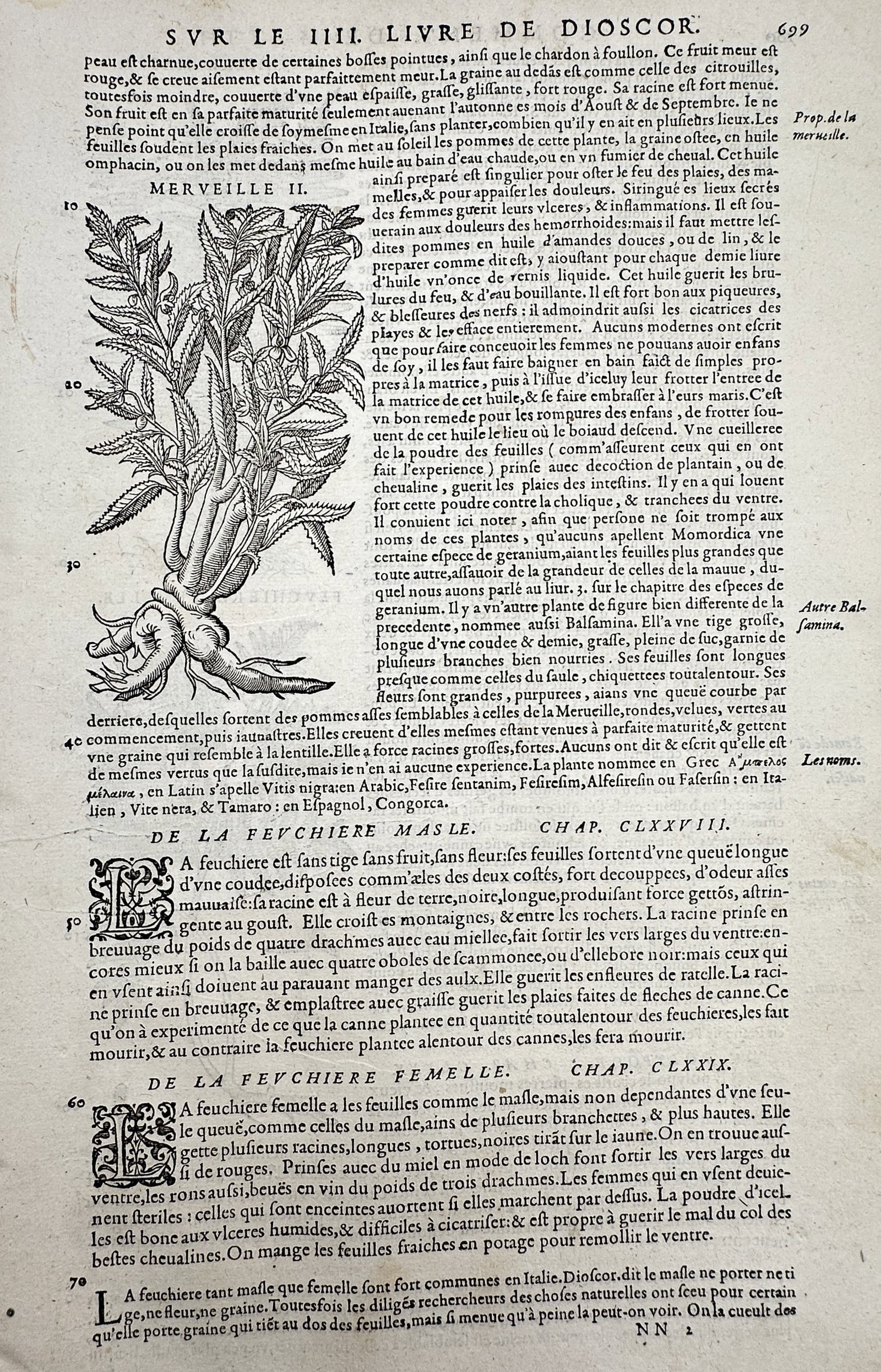 Pietro Andrea Mattioli (1501-1577) – Botanical Studies of Merveille II and De La Fevchiere – (1 of 2)