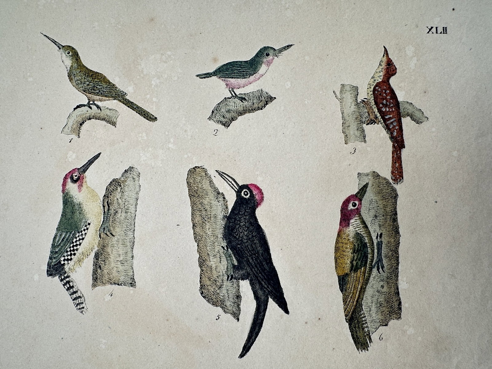 Friedrich Johann Justin Bertuch – Study of Various Woodpeckers – Hand-coloured copper engraving: "Spechte" This natural history print displays six different species of woodpeckers perched on various tree branches and trunks, showcasing a range of plumage colors from vibrant reds and greens to mut