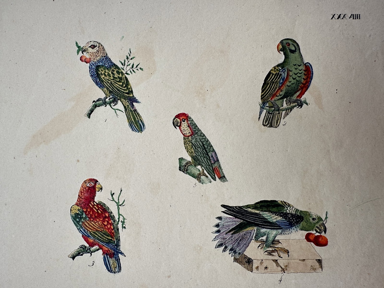 Friedrich Johann Justin Bertuch – Study of Various Parrots – Hand-coloured copper engraving (1 of 2)