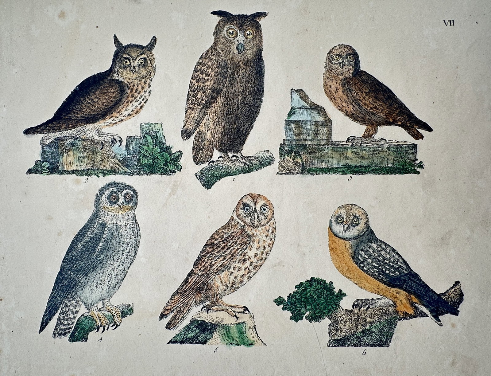 Friedrich Johann Justin Bertuch – Study of Various Owls – Hand-coloured copper engraving (1 of 2)