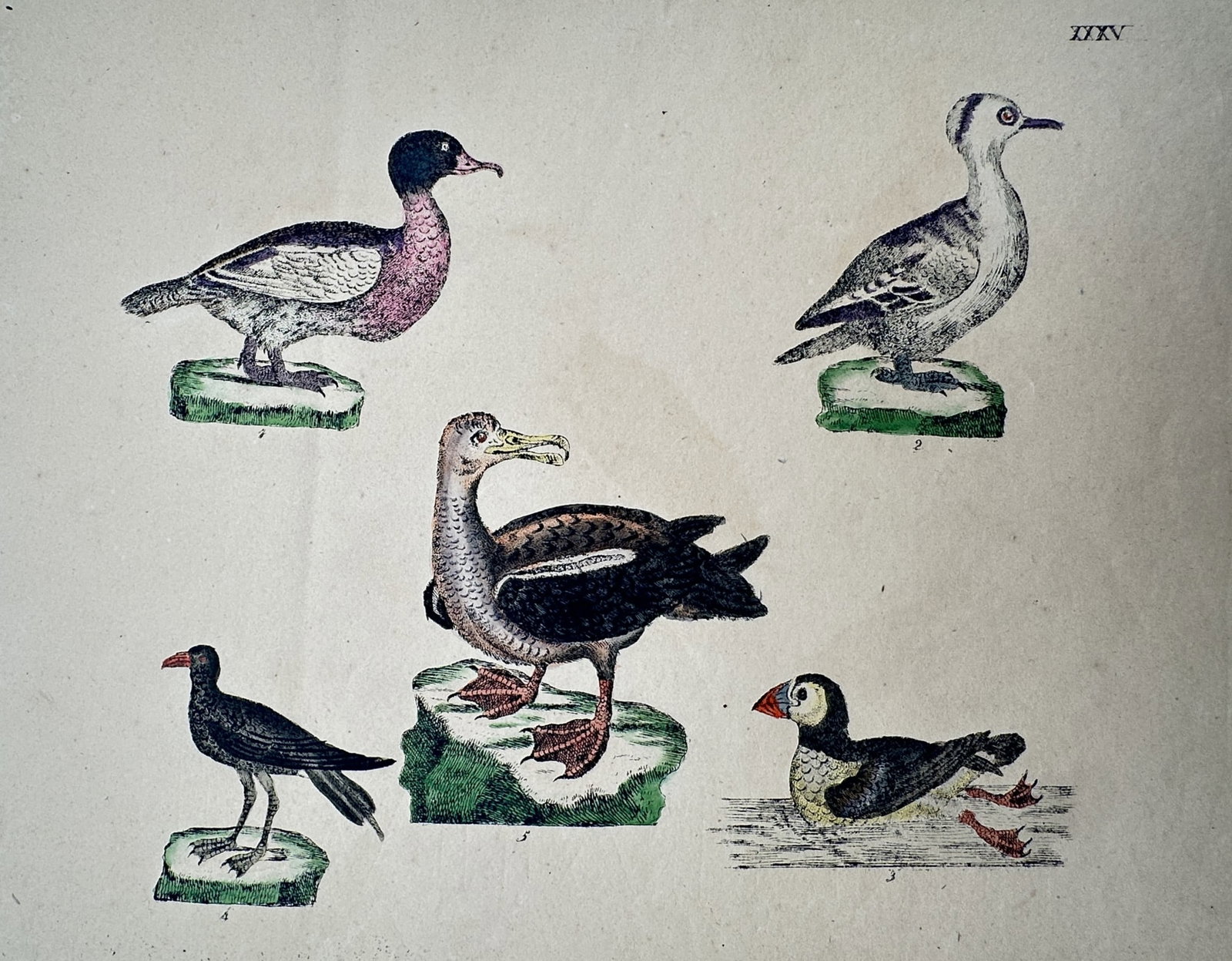 Friedrich Johann Justin Bertuch – Study of Various Waterfowl and Coastal Birds (1 of 2)