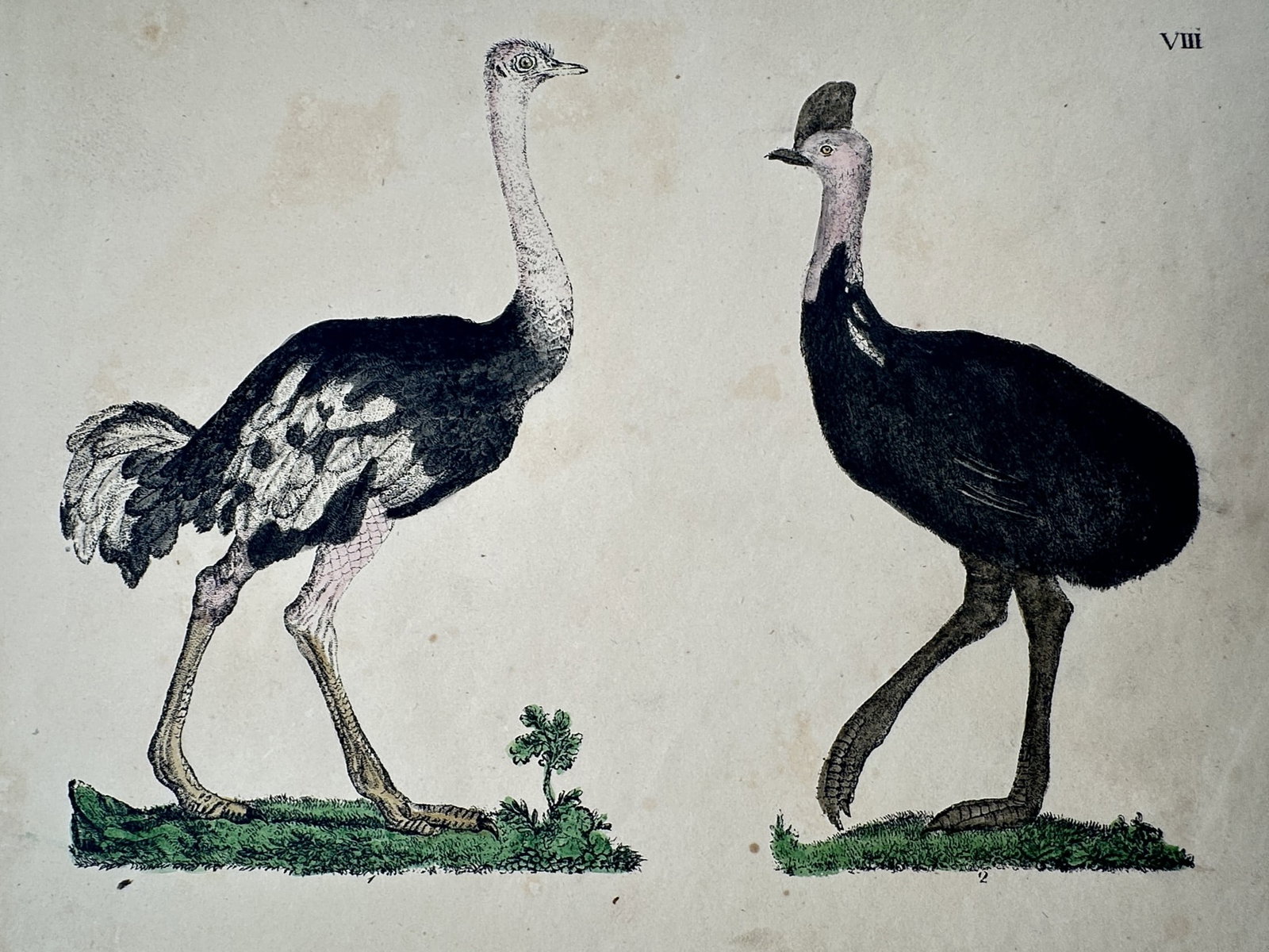 Friedrich Johann Justin Bertuch – Study of an Ostrich and a Cassowary (1 of 2)