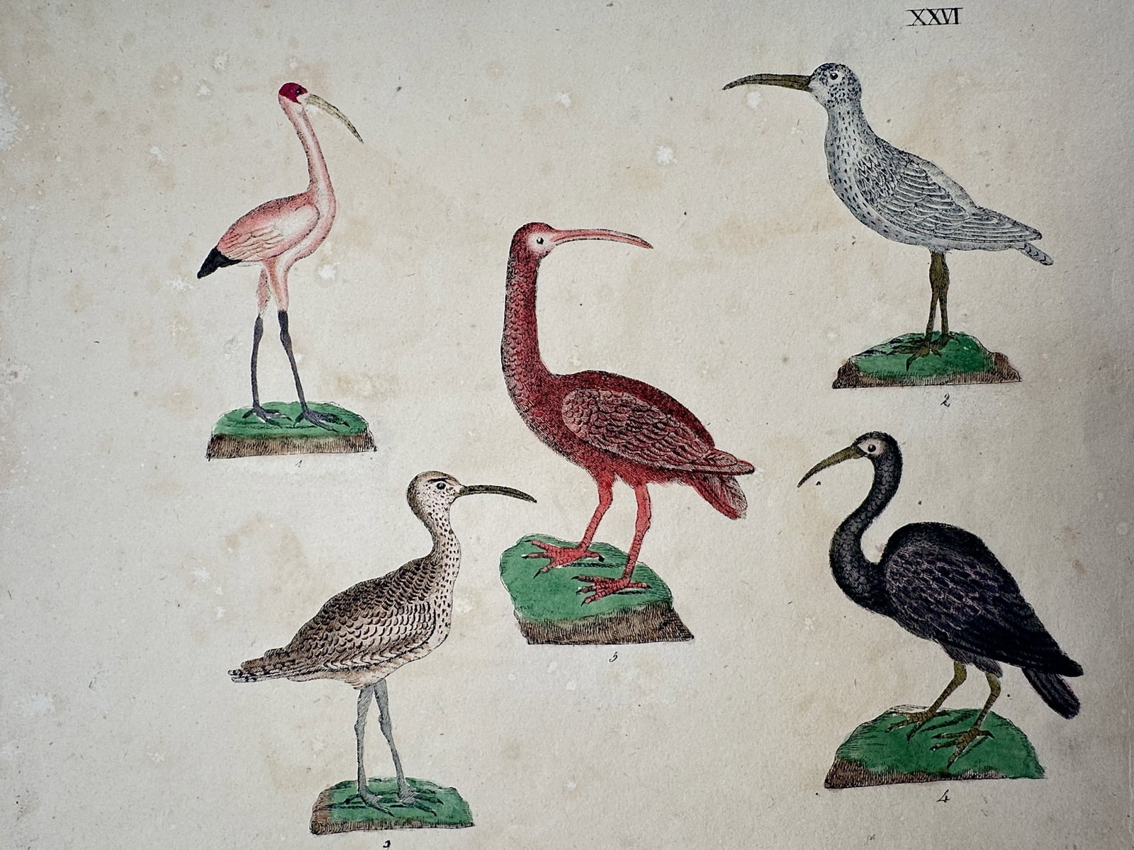 Friedrich Johann Justin Bertuch – Study of Various Ibises and Curlews: "Sichler" This natural history print depicts five different species of long-billed wading birds, including the scarlet ibis and various curlews, shown in profile standing on small grassy mounds. The w