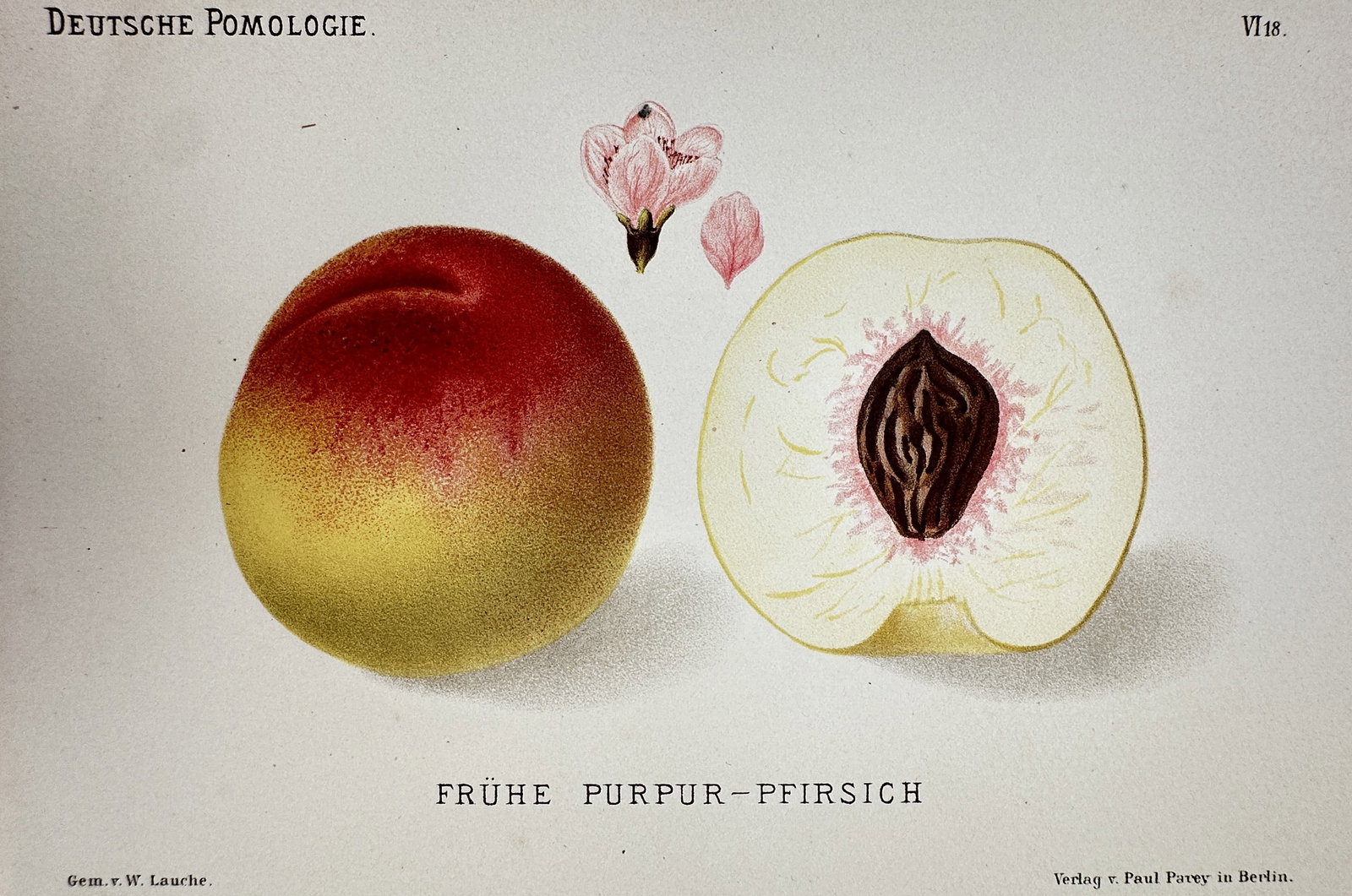 Wilhelm Lauche (1827-1883) – View of a Purple Peach – Chromolithograph (1882-1883): "Frühe Purpur-Pfirsich" This botanical print features a detailed study of a purple peach, showing the whole fruit alongside a cross-section revealing the pit and flesh, accompanied by a small blossom